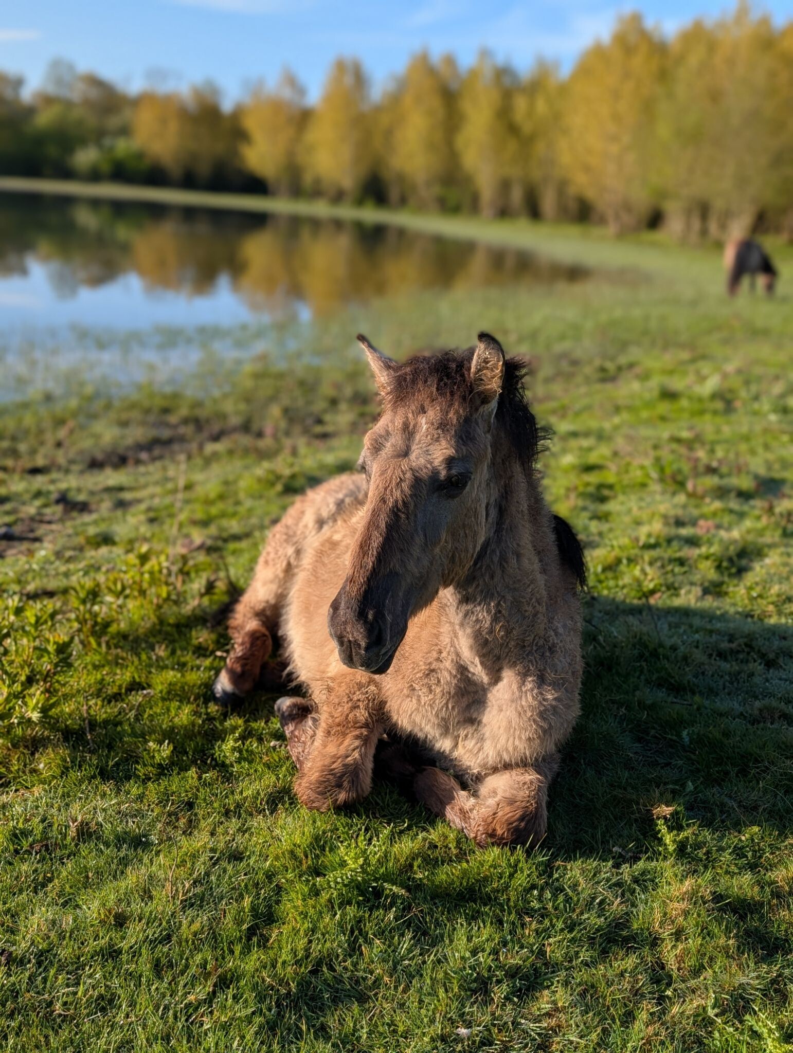 Stille kern bij zonsopkomst
