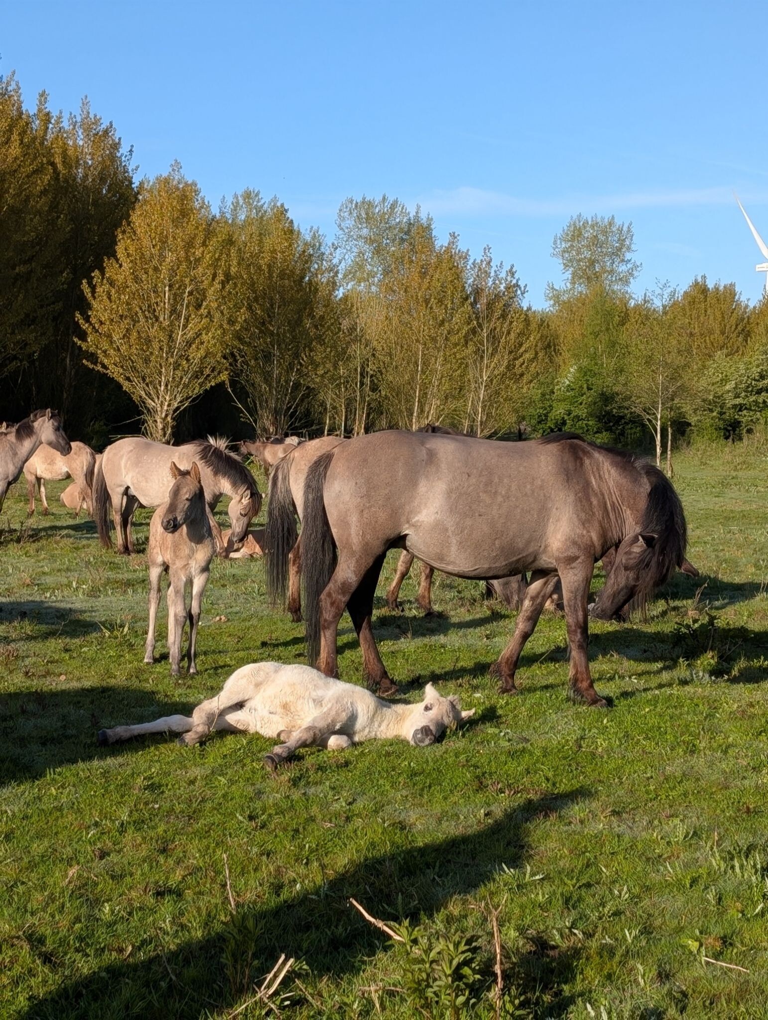 Stille kern bij zonsopkomst