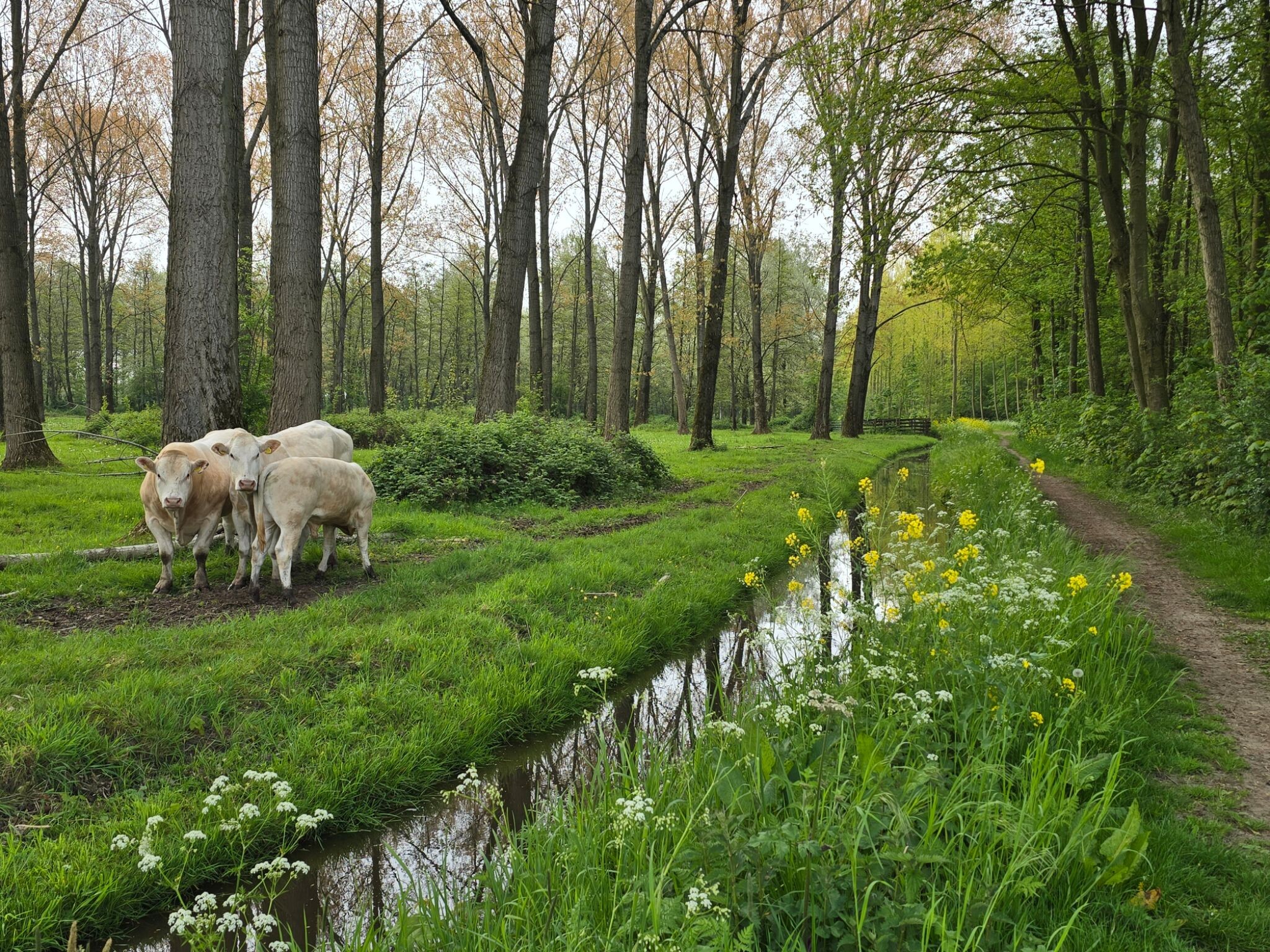 Planetenpad Alblasserbos