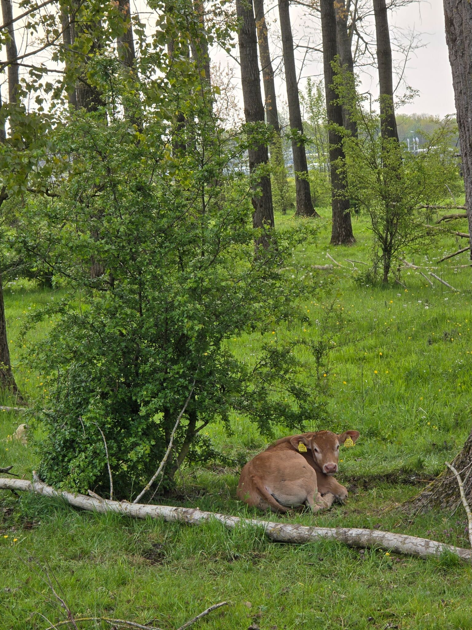 Planetenpad Alblasserbos