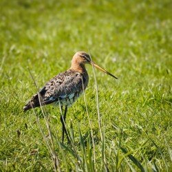Graft - Wormer · Trekvogelpad etappe 3
