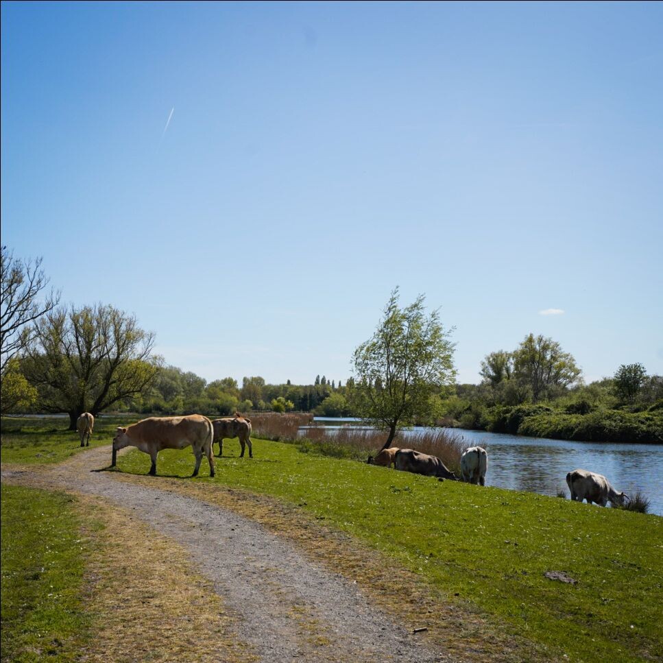 Wormer - Den Ilp · Trekvogelpad etappe 4