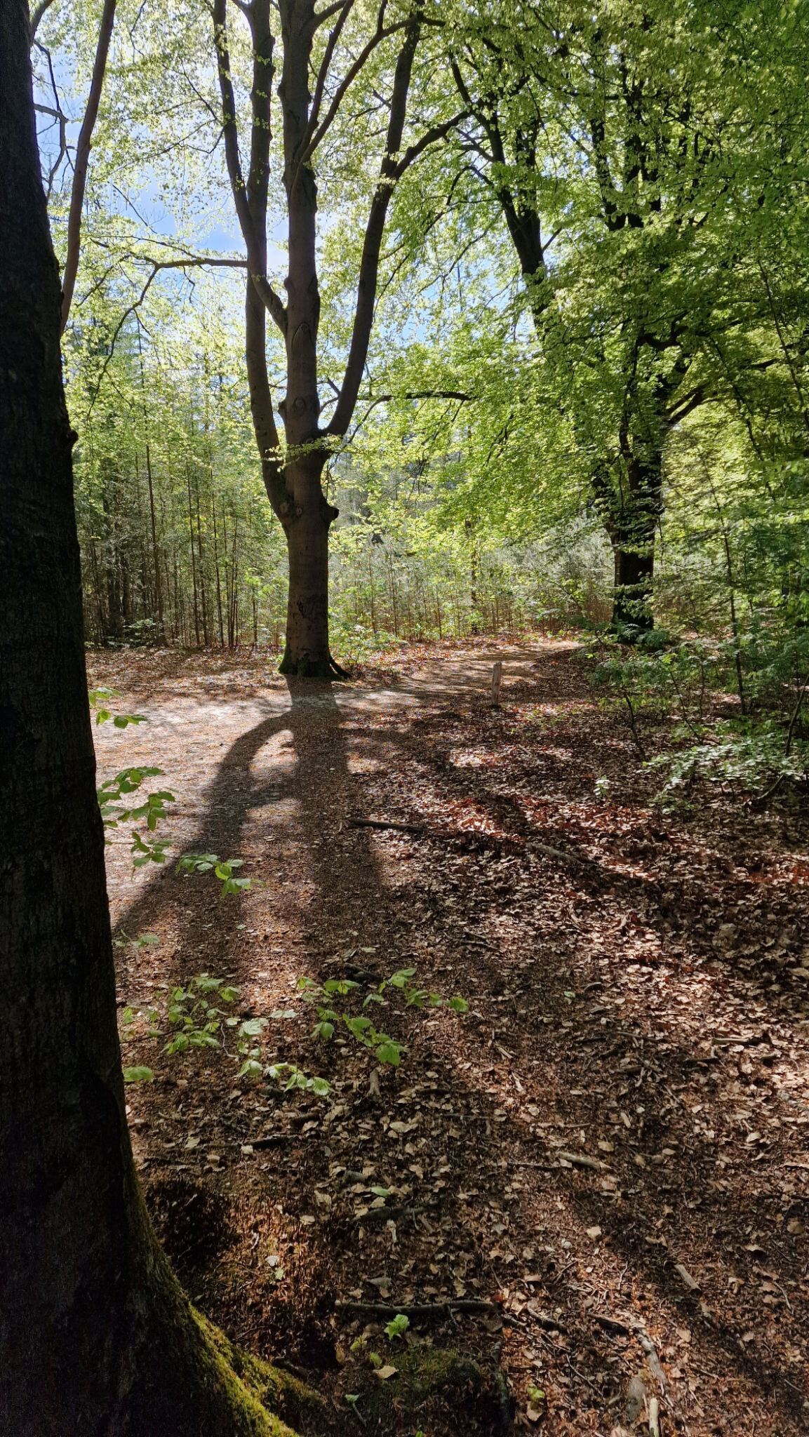 Wandelroute Vijver