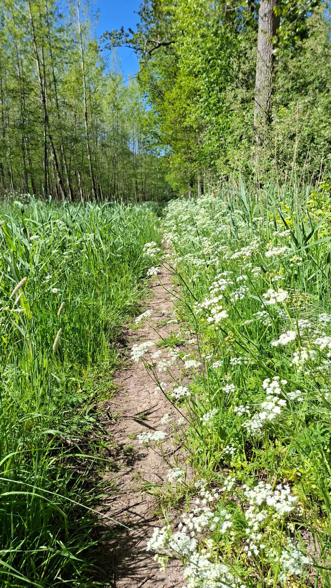 Veghel - Schijndel · Roots Natuurpad etappe 28