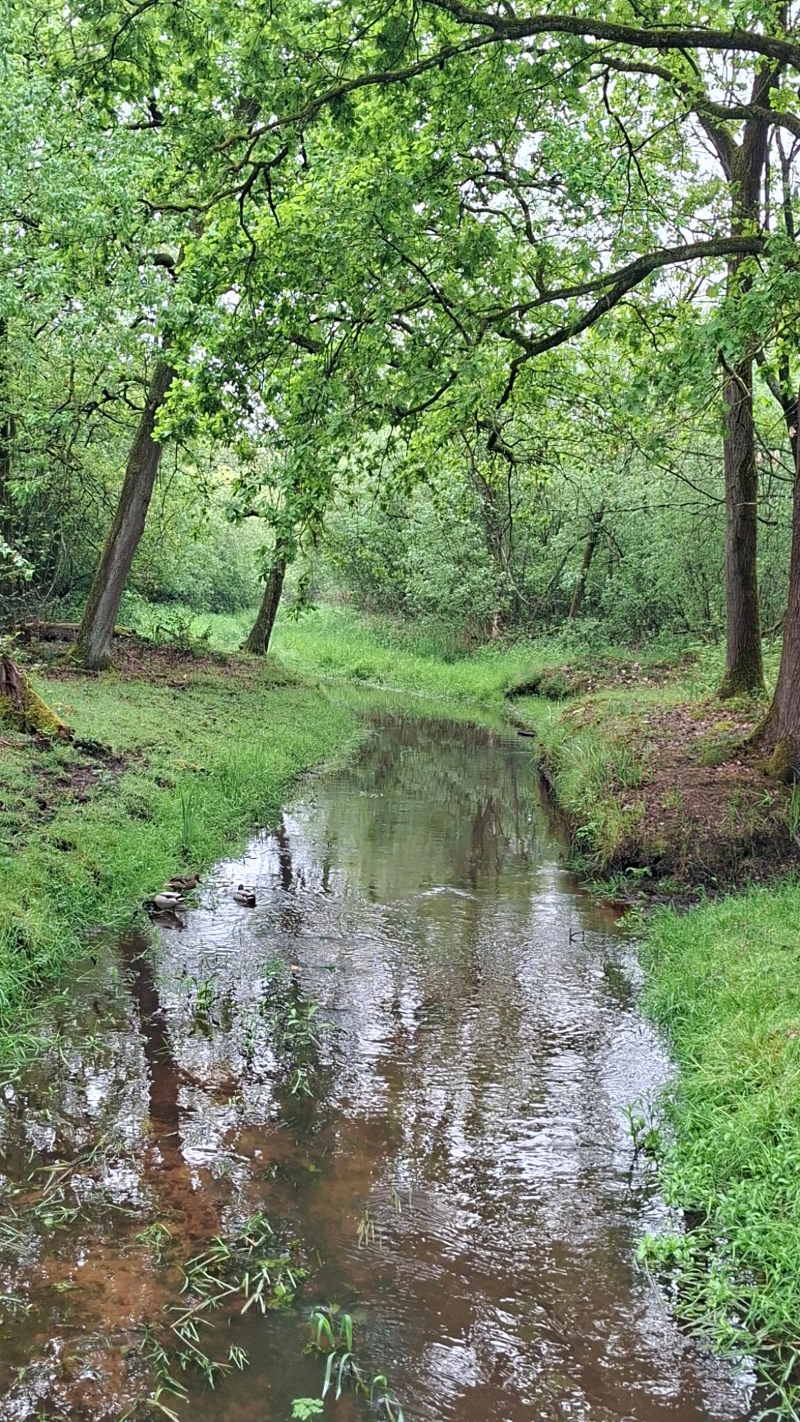 Liempde - Oisterwijk · Roots Natuurpad etappe 30