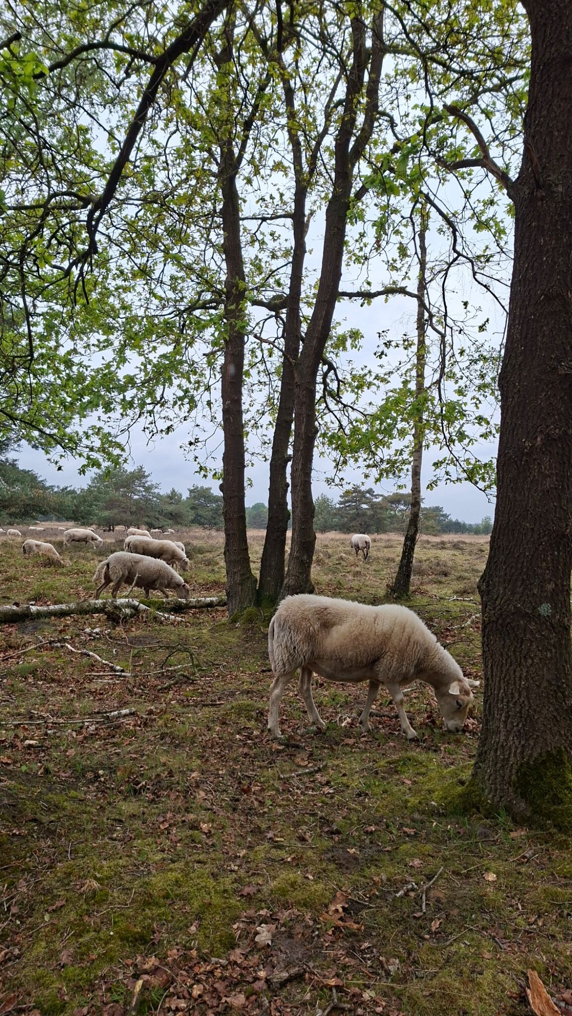 Liempde - Oisterwijk · Roots Natuurpad etappe 30