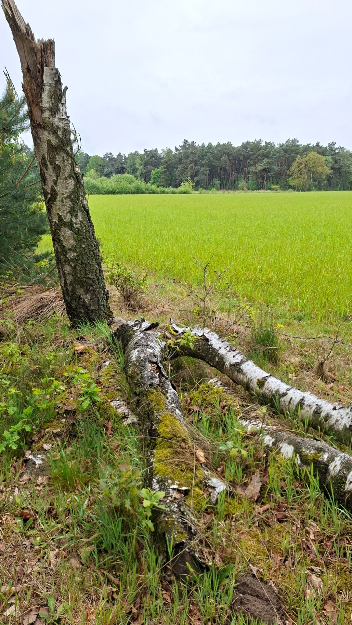 Liempde - Oisterwijk · Roots Natuurpad etappe 30