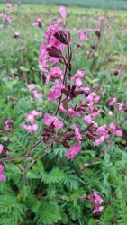 Liempde - Oisterwijk · Roots Natuurpad etappe 30