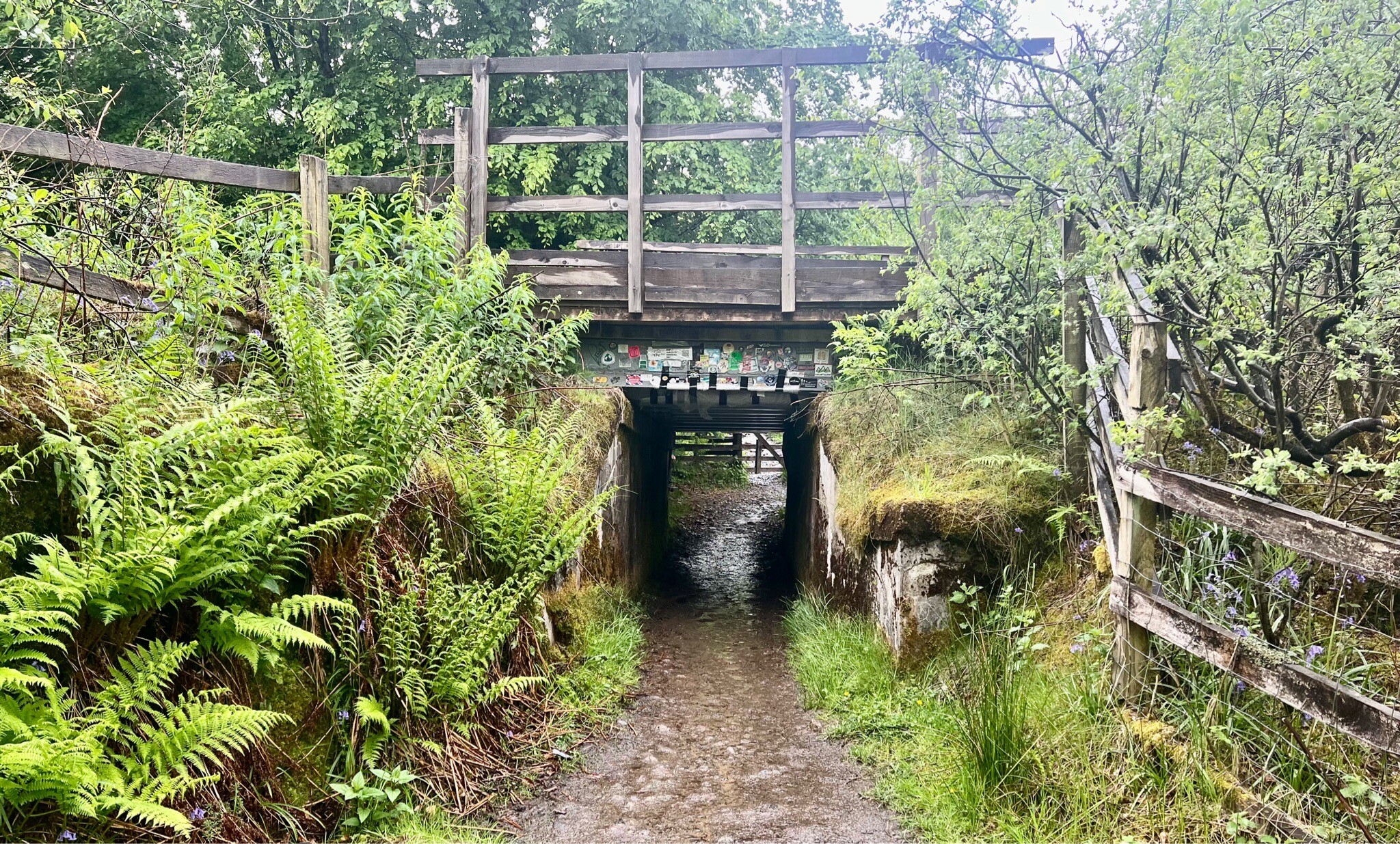 WHW 4.Inverarnan-Tyndrum