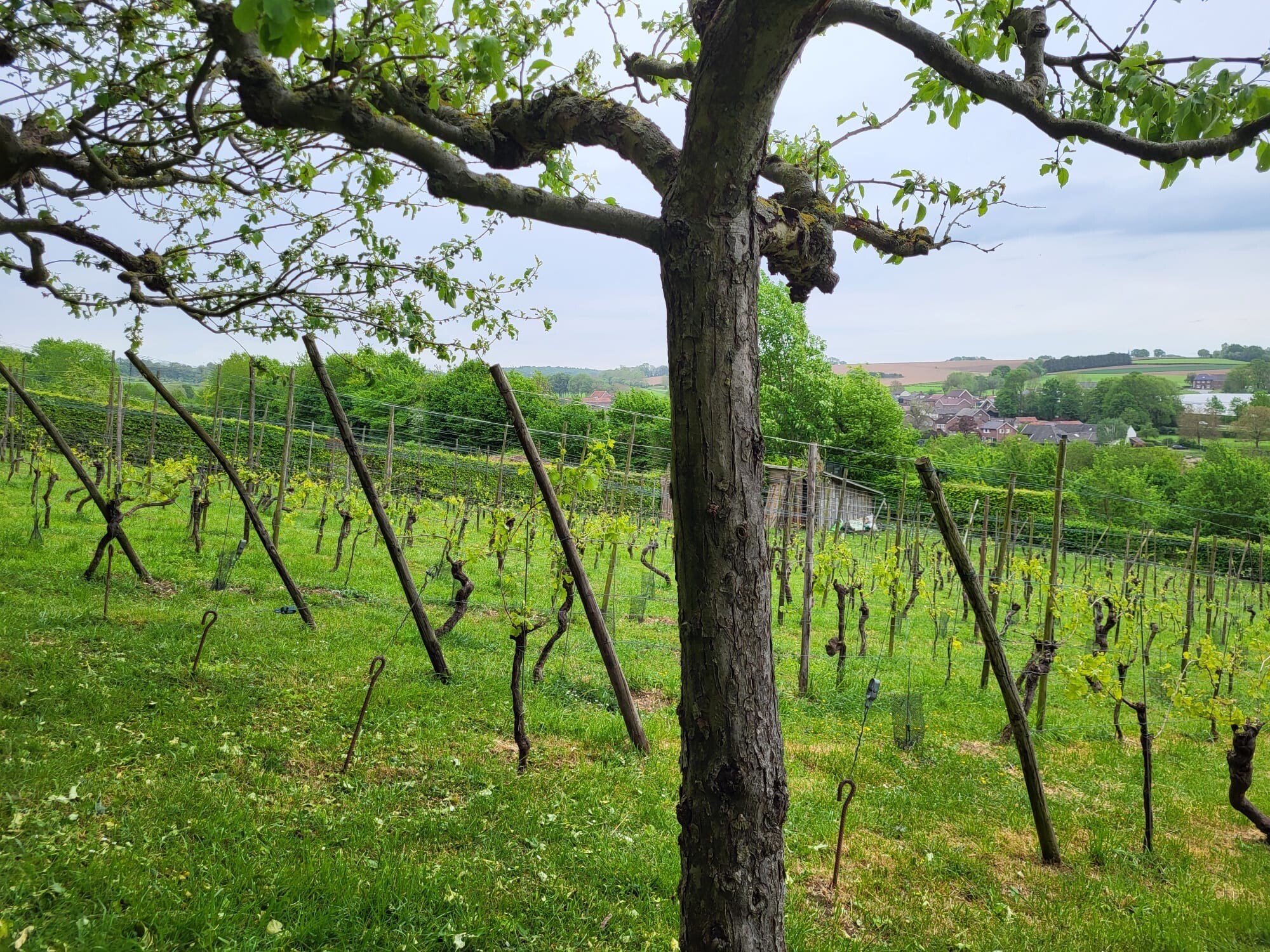 Vaals - Gulpen · Dutch Mountain Trail etappe 2