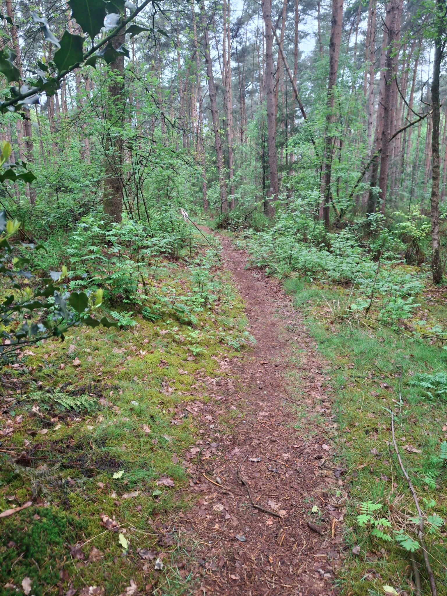 Boswandeling odoorn,  hondenlosloopgebied
