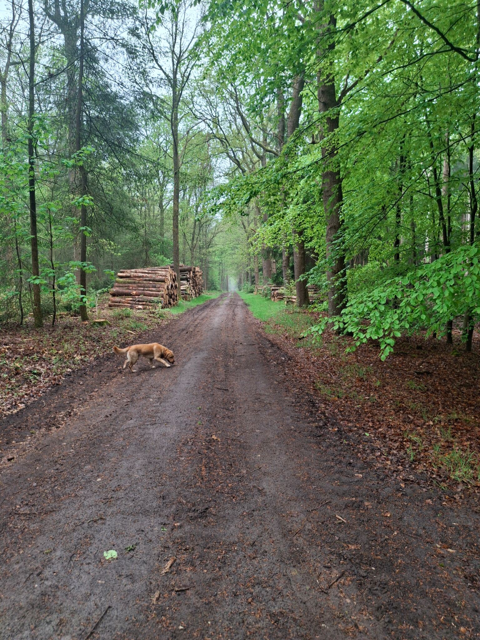 Boswandeling odoorn,  hondenlosloopgebied