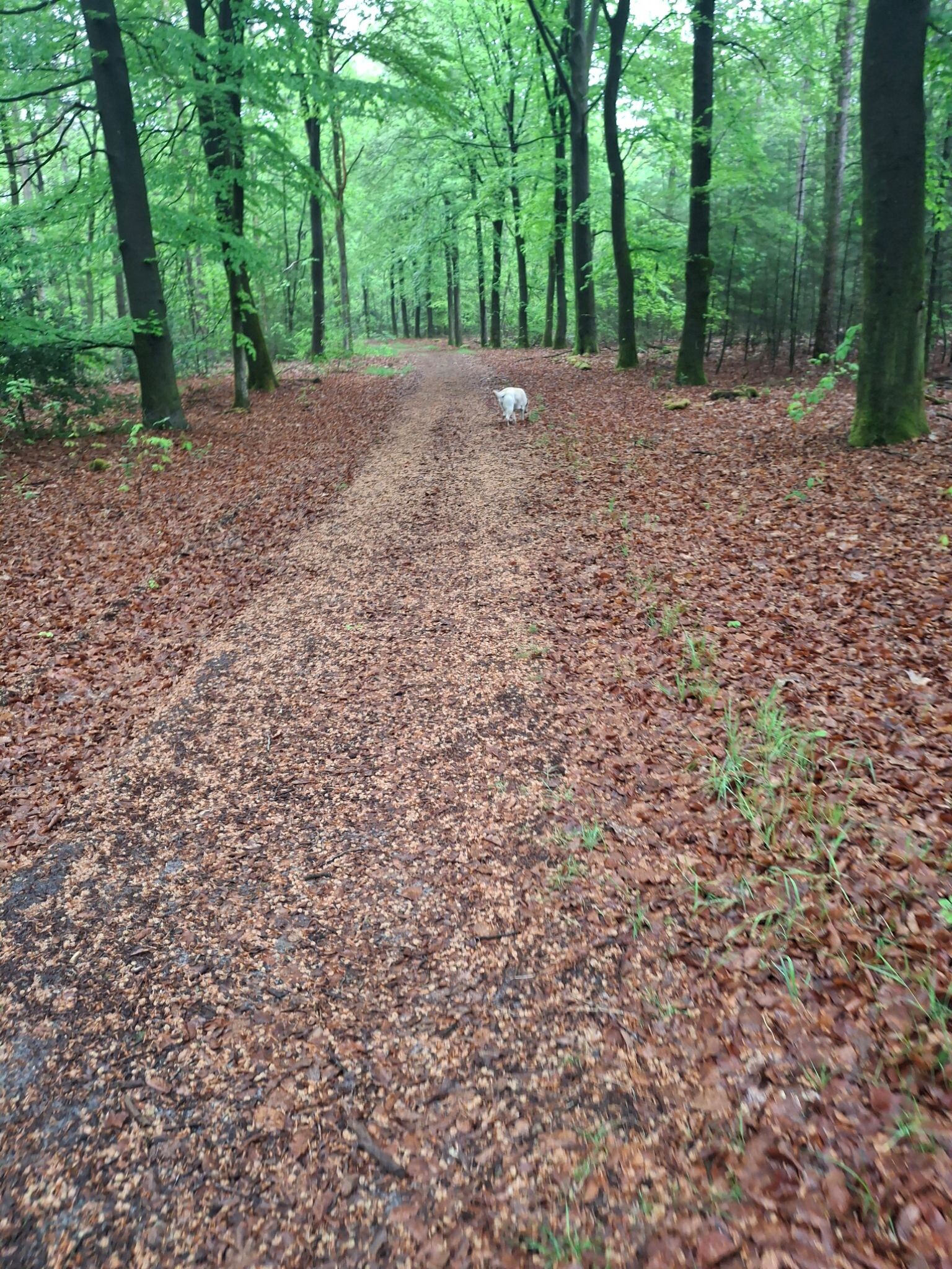 Boswandeling odoorn,  hondenlosloopgebied