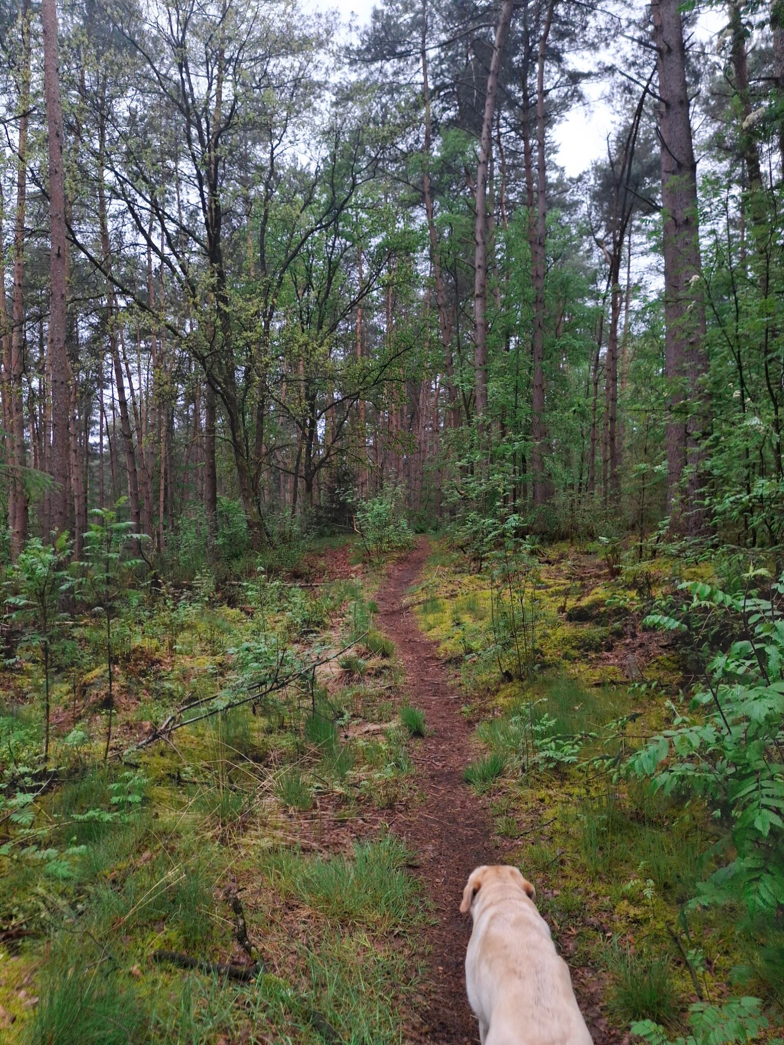Boswandeling odoorn,  hondenlosloopgebied