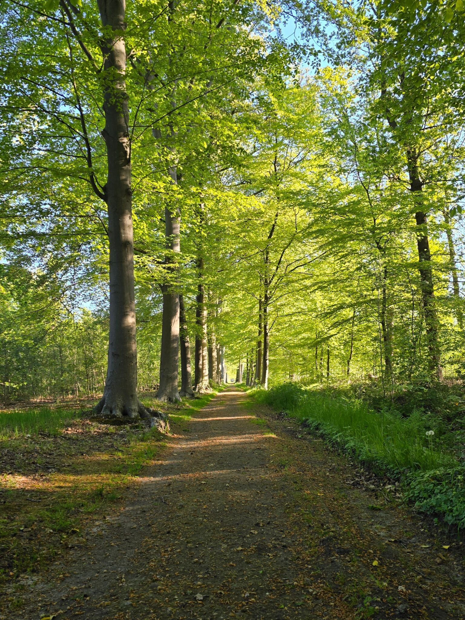 Klompenpad Schutpad