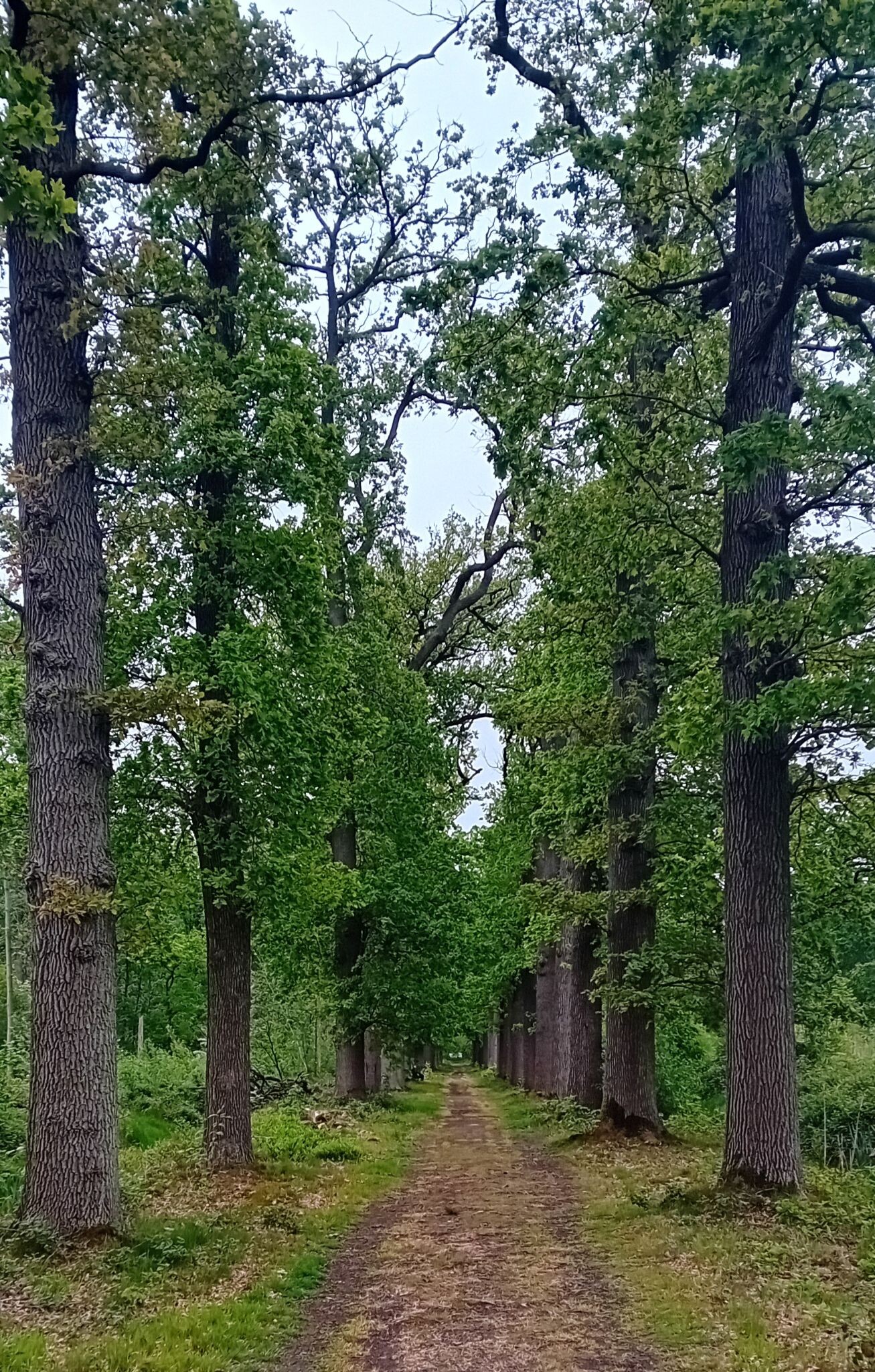 Klompenpaden