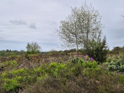 Lemelerberg - Oranje