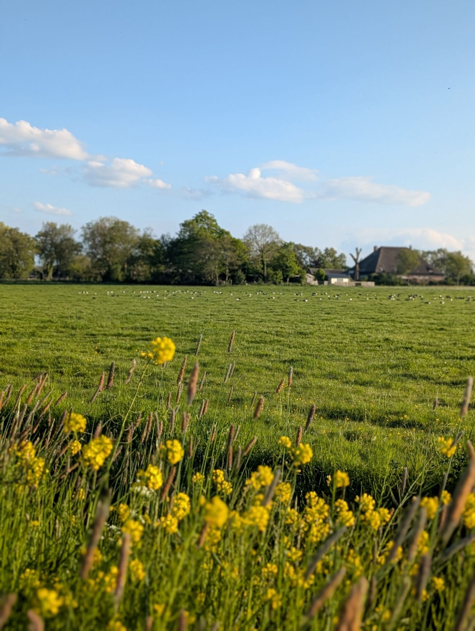 Hollands Kroon Wandelen