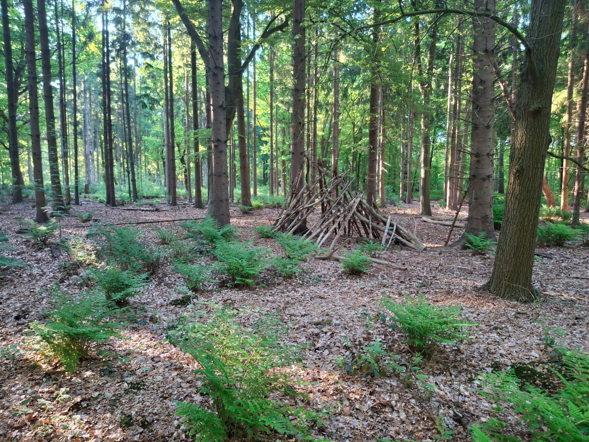 Blauwe route asserbos