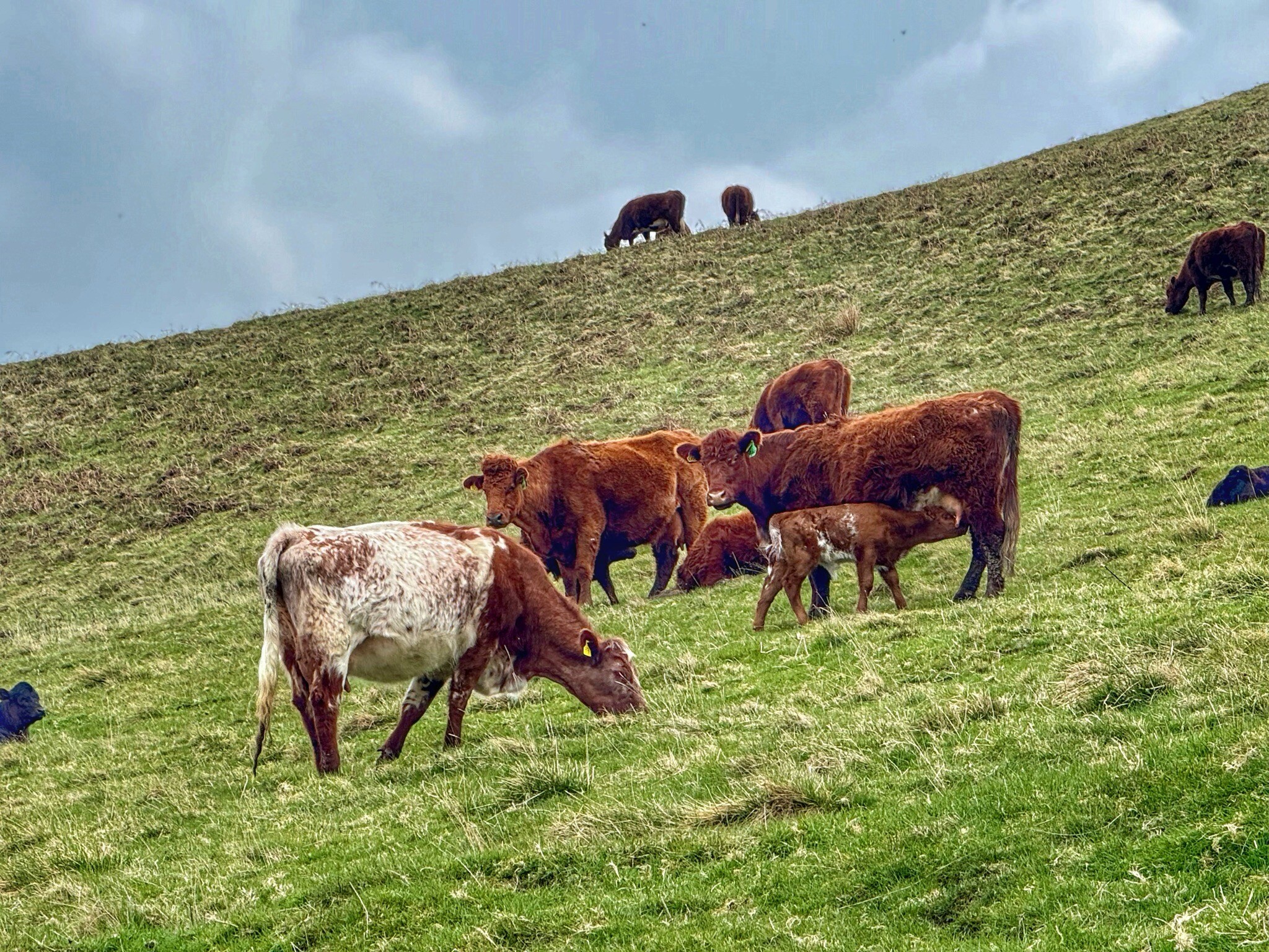 St. Cuthbertway: 3.Kirk_Yetholm-Wooler