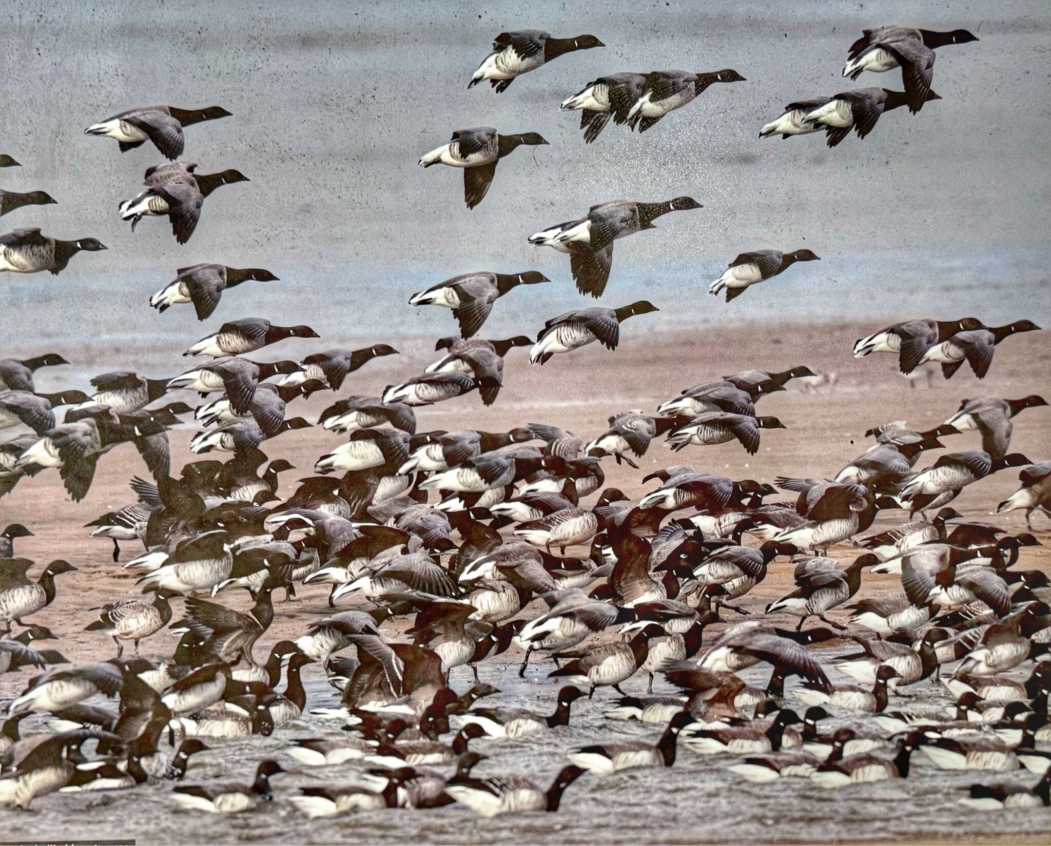 Lindisfarne Nature Trail