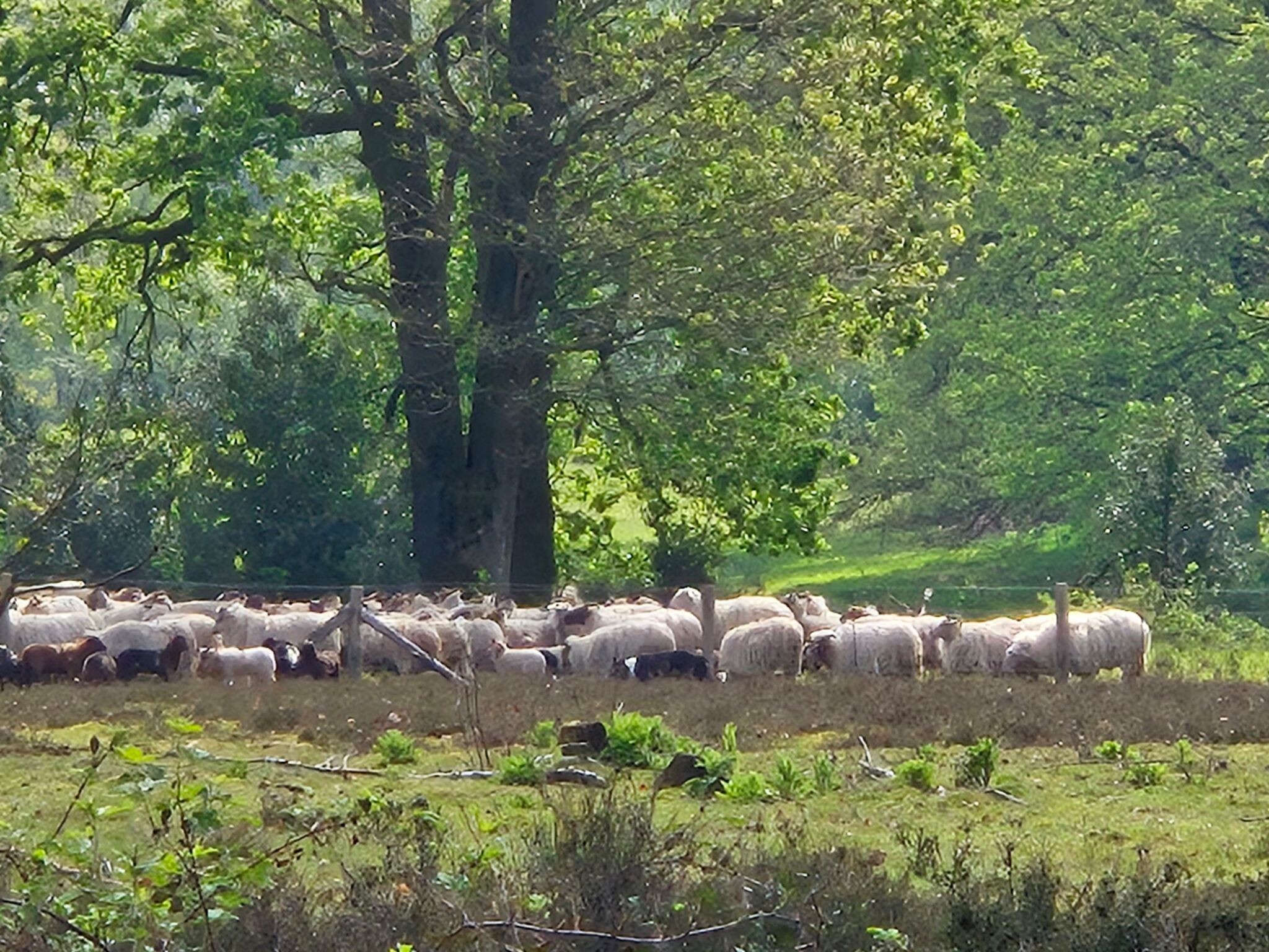 Weg van Vasse