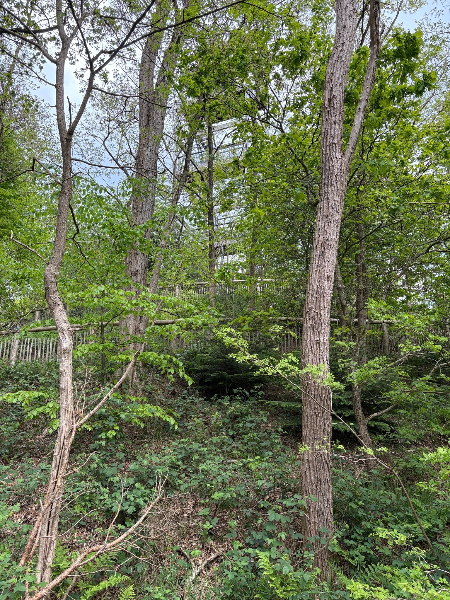 Kinderwandelroute Ipsewips