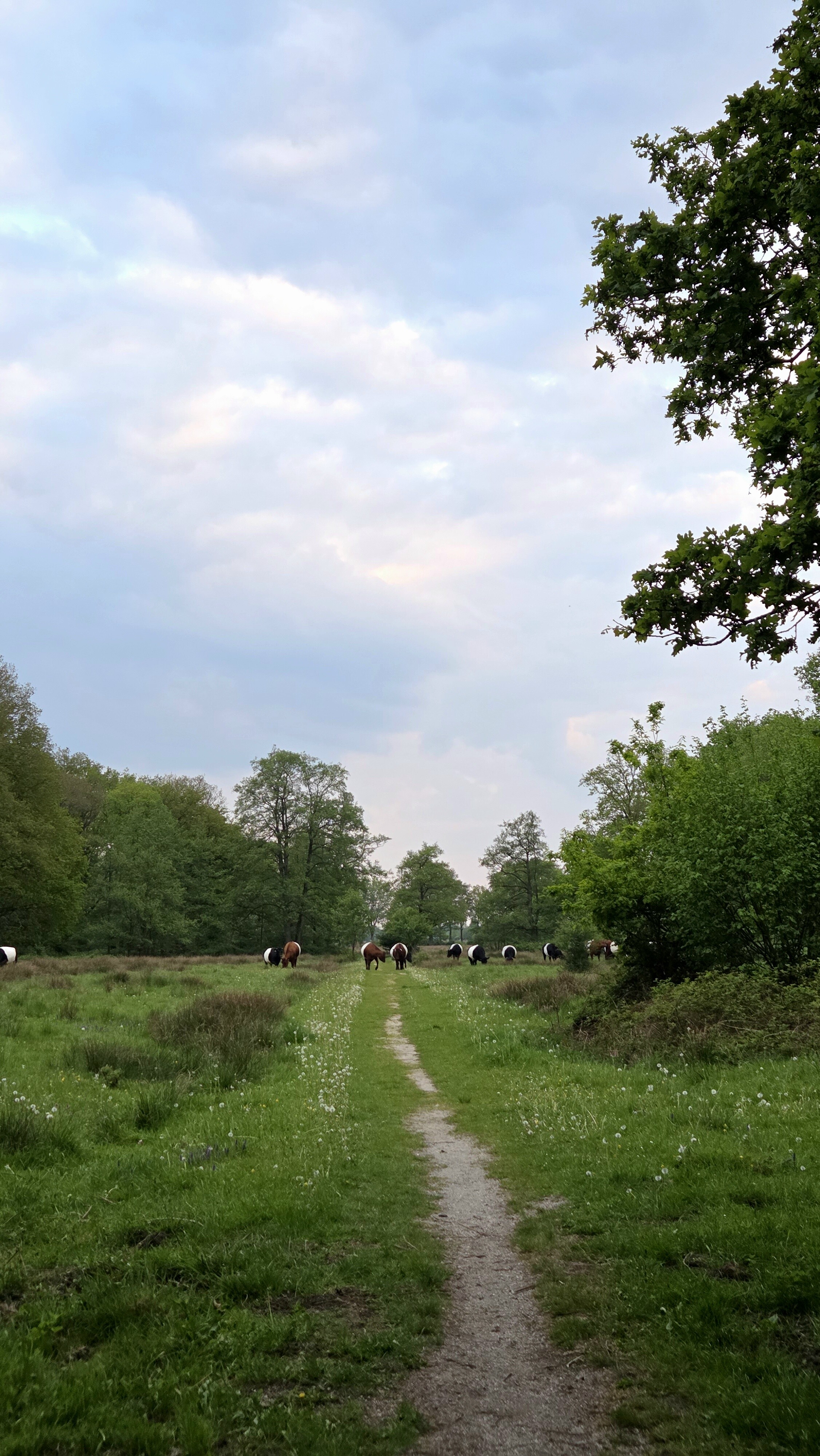 Boomweideroute Dal van Ruinen Aa