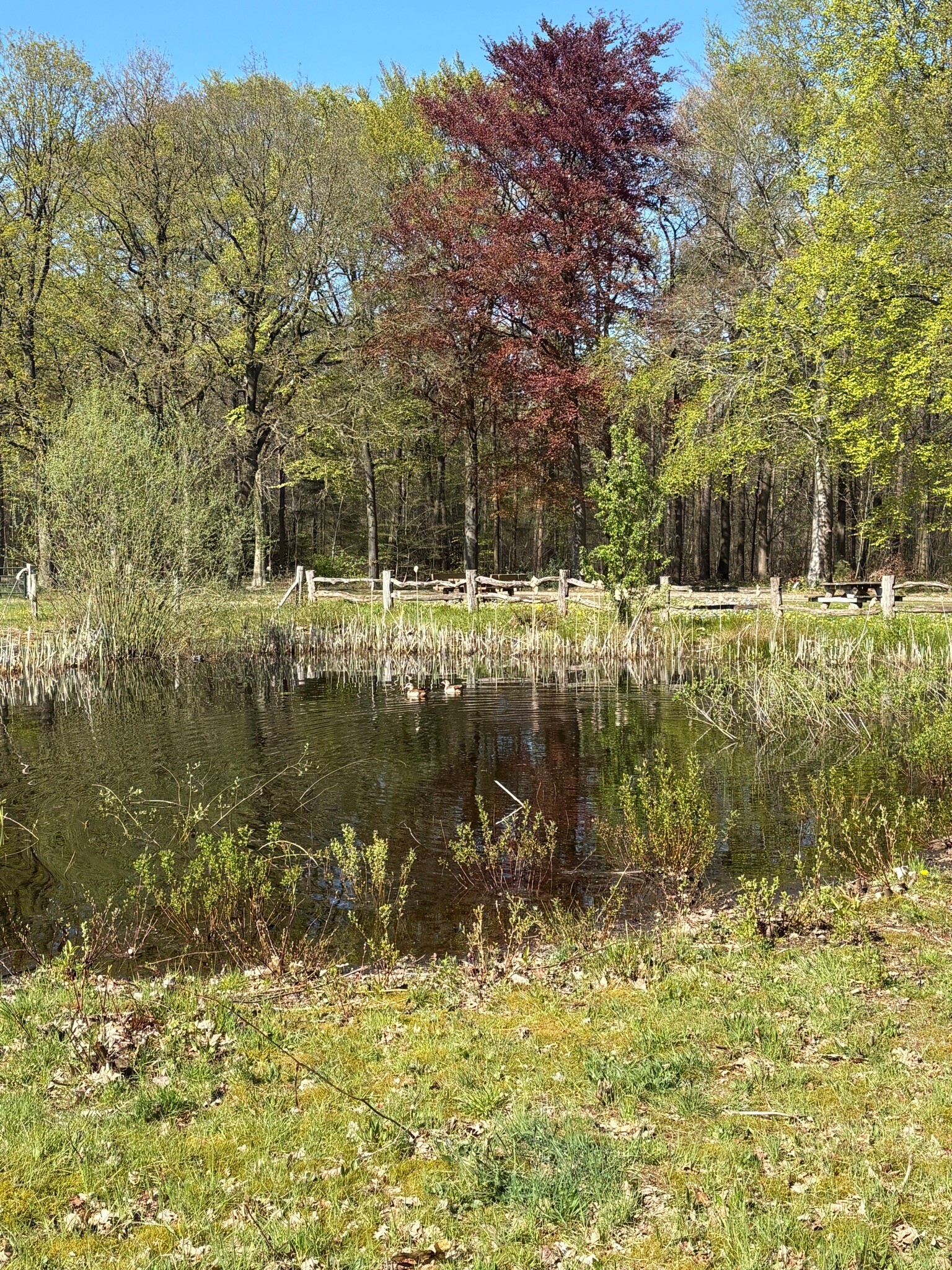 Exloo - Borger · Hondsrugpad/Hunenweg etappe 15