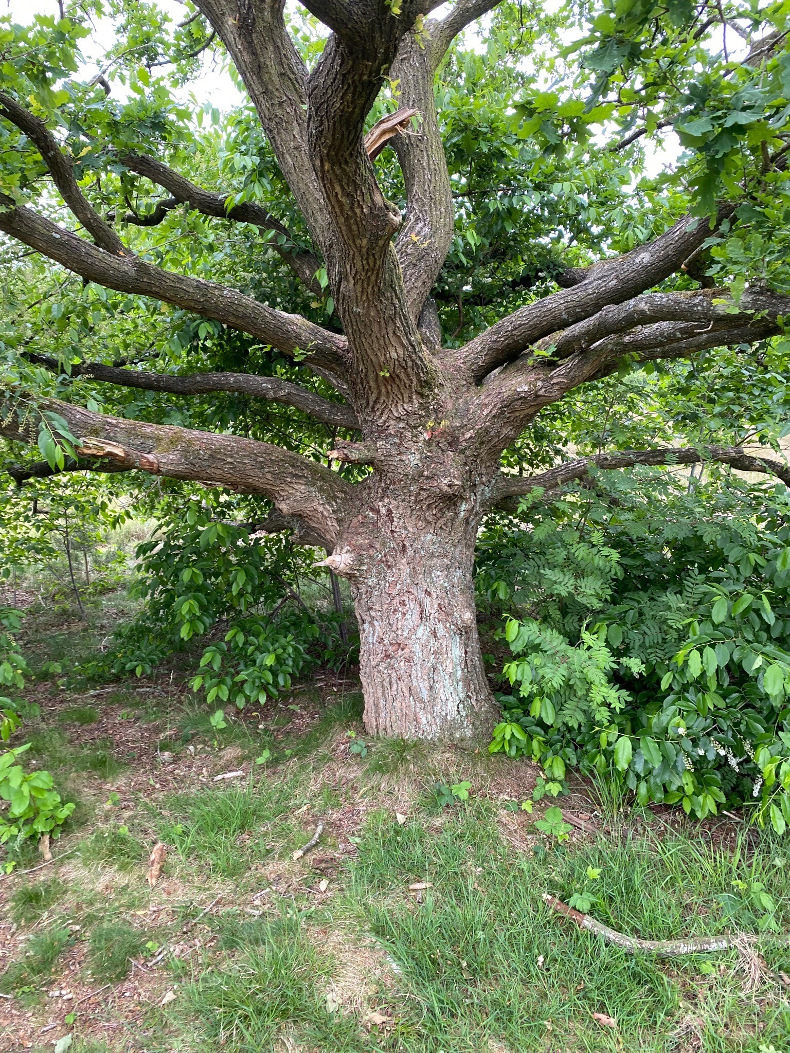 Ontdek het bos