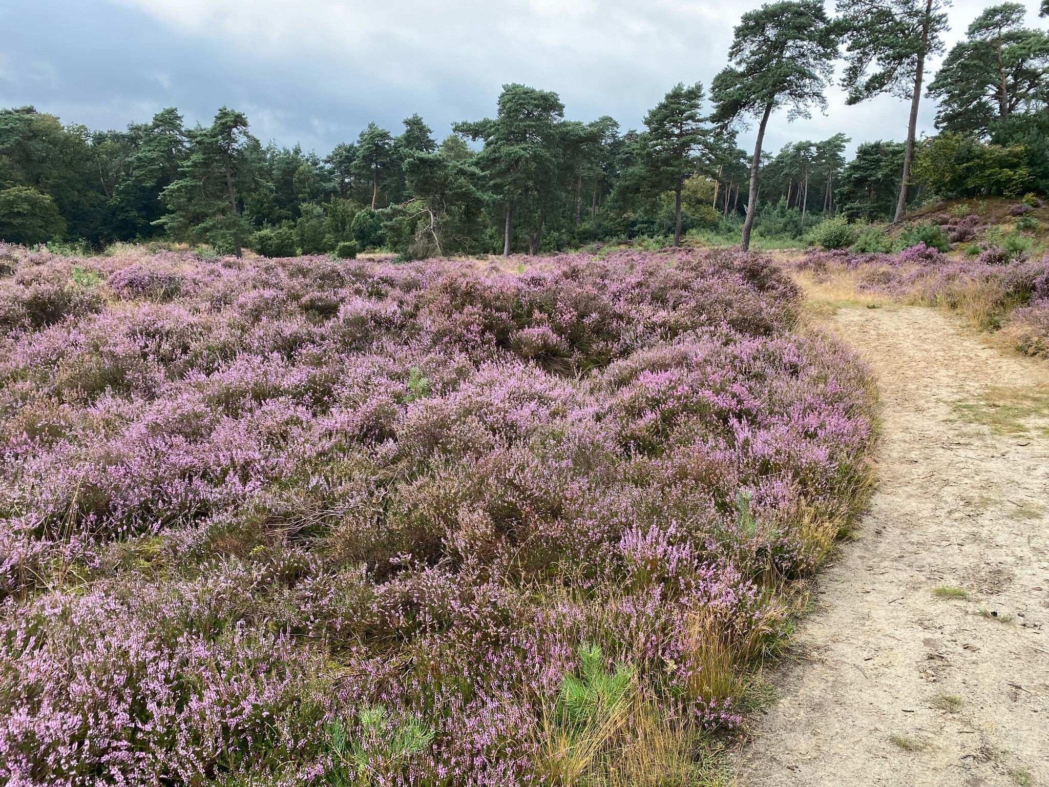 DW4D Dag 1 - 10km - 2026