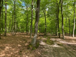 DW4D Dag 4 - 30km - 2026