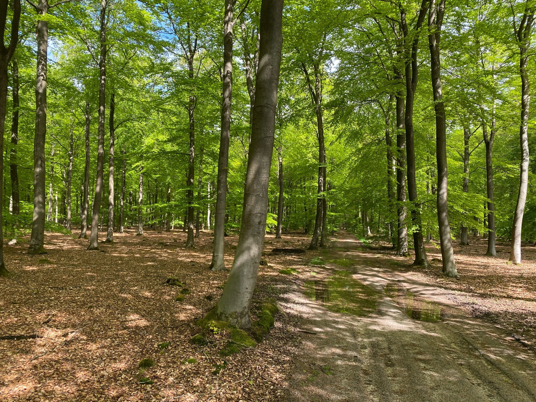 DW4D Dag 4 - 30km - 2026