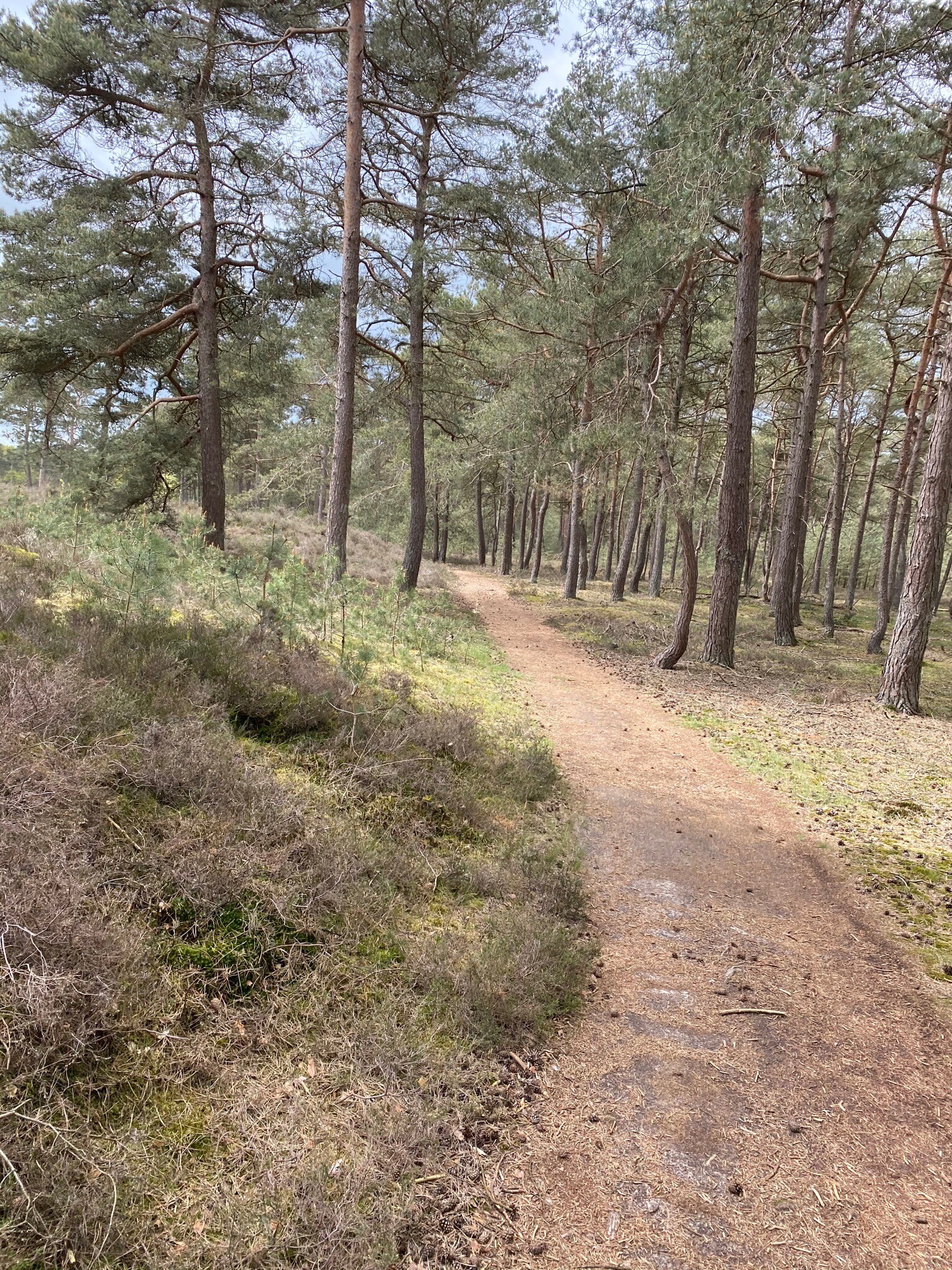 DW4D Dag 4 - 30km - 2026