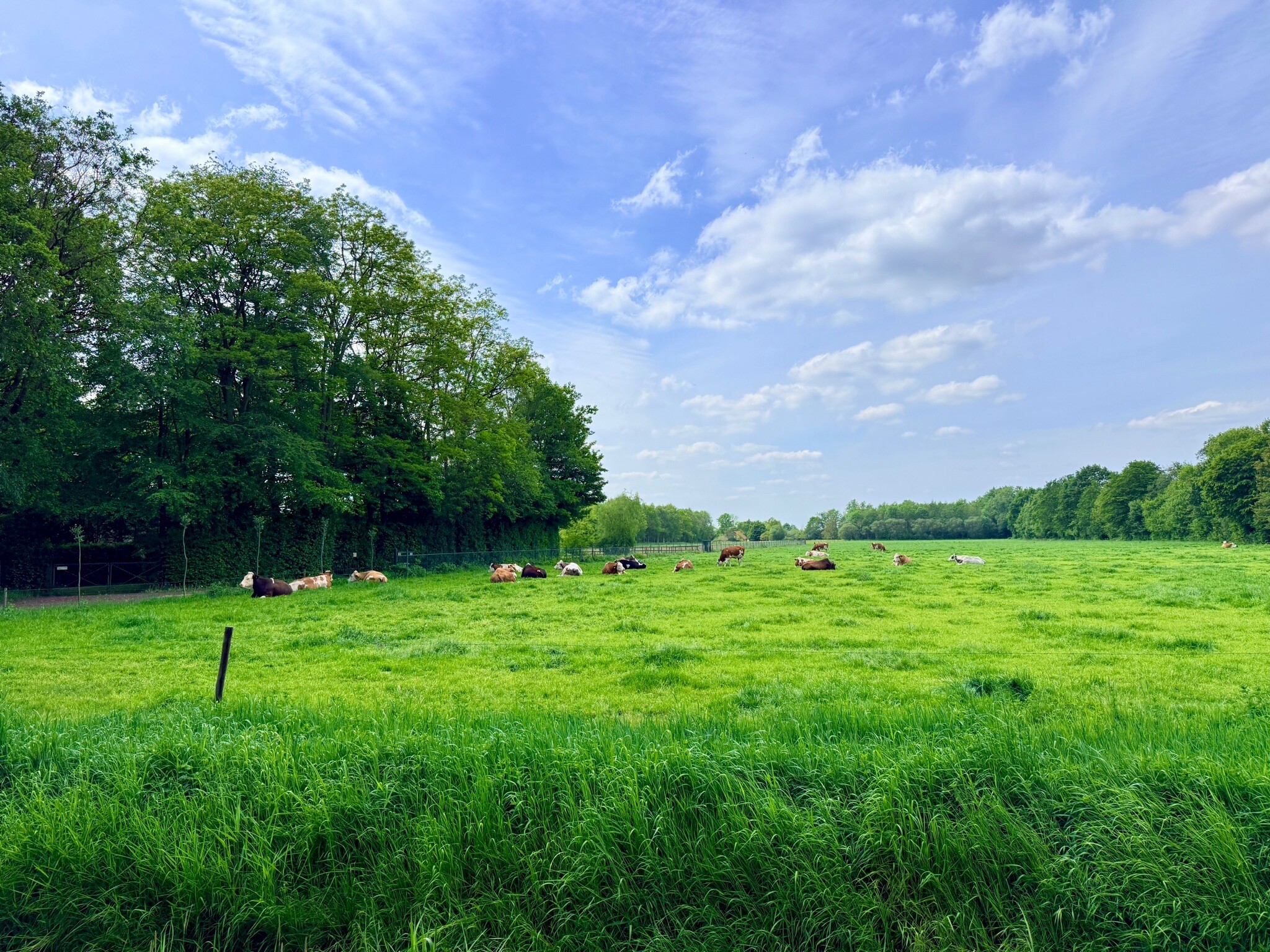 groene Wissel: Brabants Boerenland Uden 385