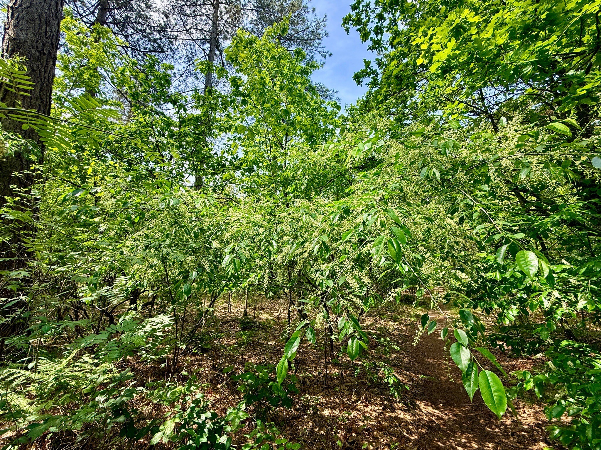 groene Wissel: Brabants Boerenland Uden 385