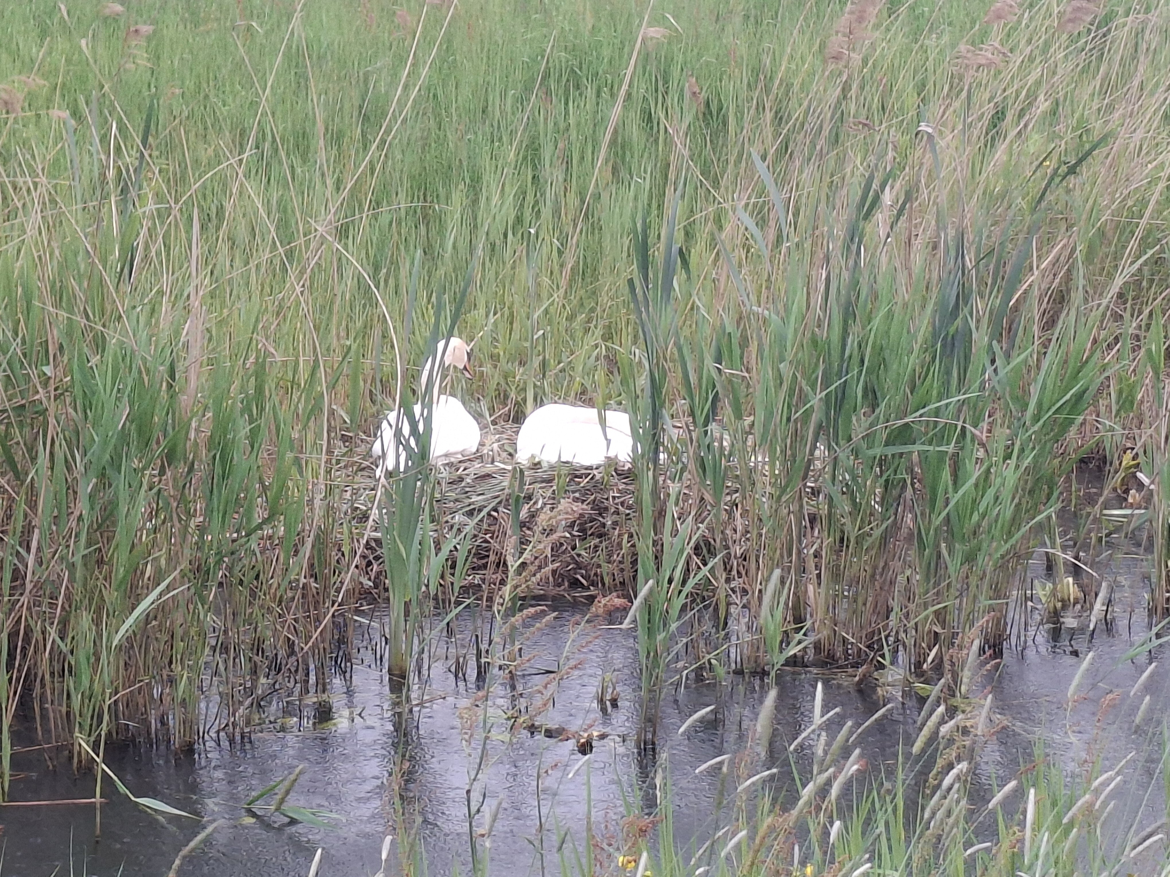 Wandeling vanaf station zwolle