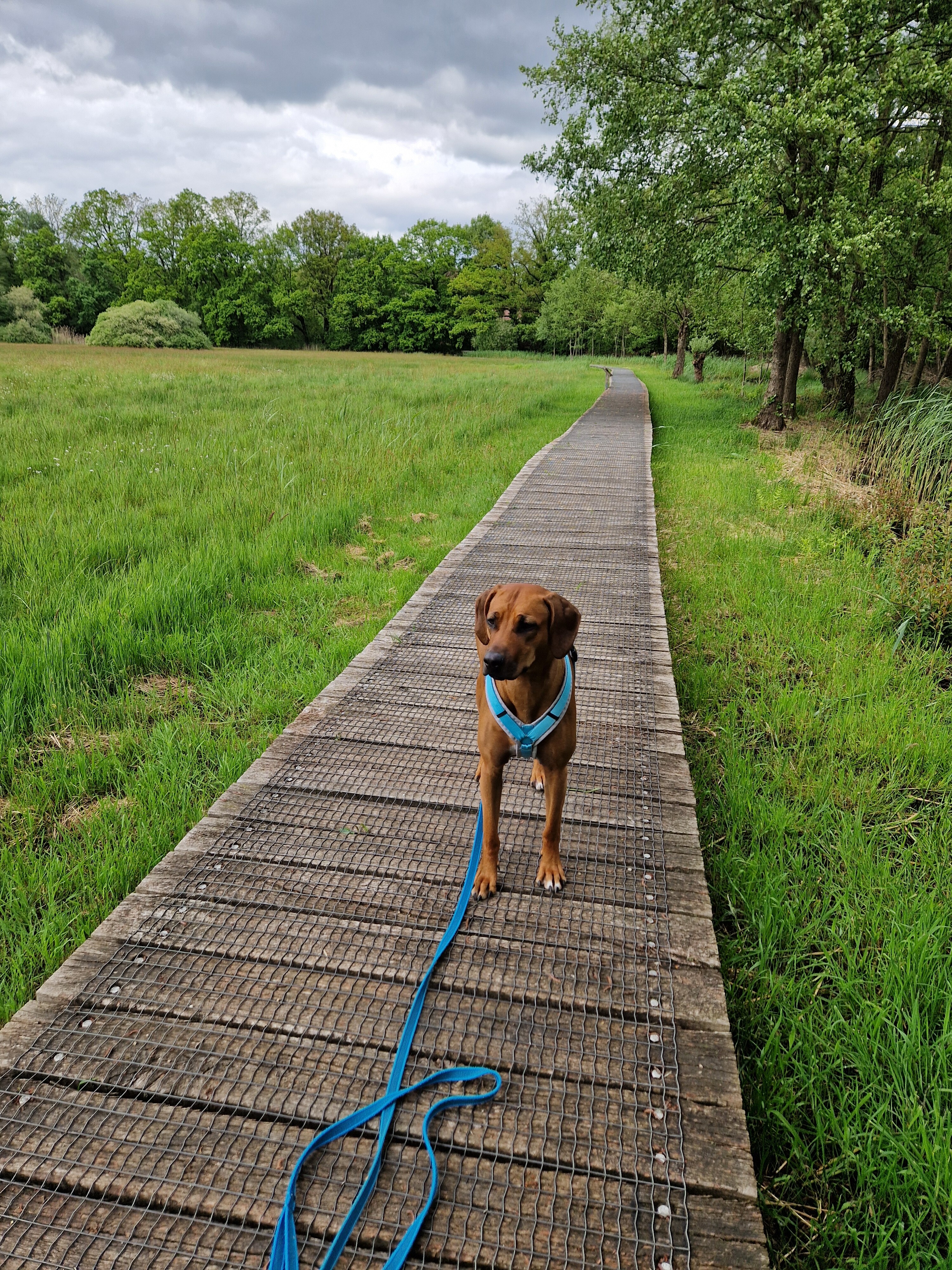 Natuurpad de Leemputten