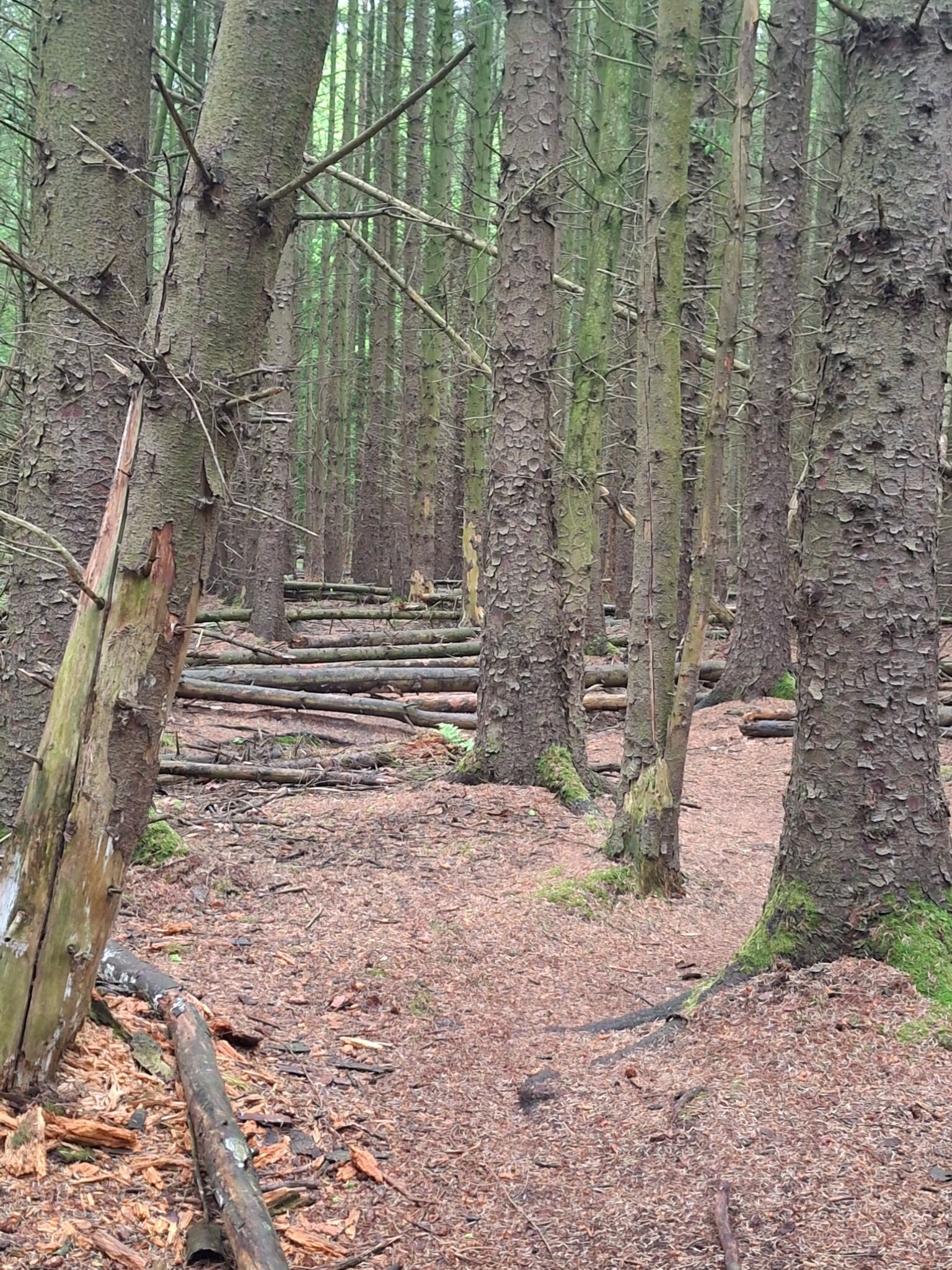 Wandelroute Wolvenspoor