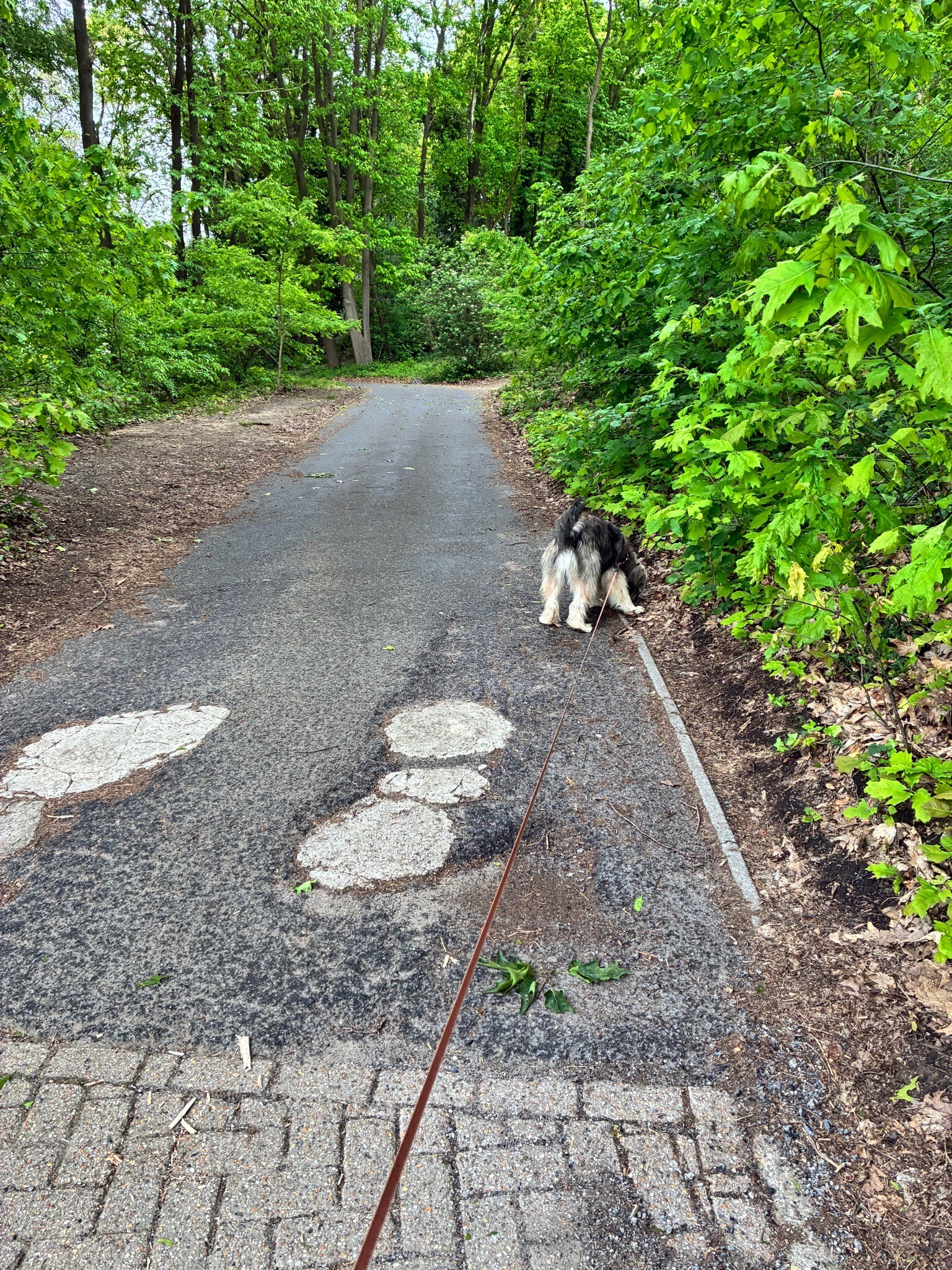 Wandelen met de Leo 🐕 VS