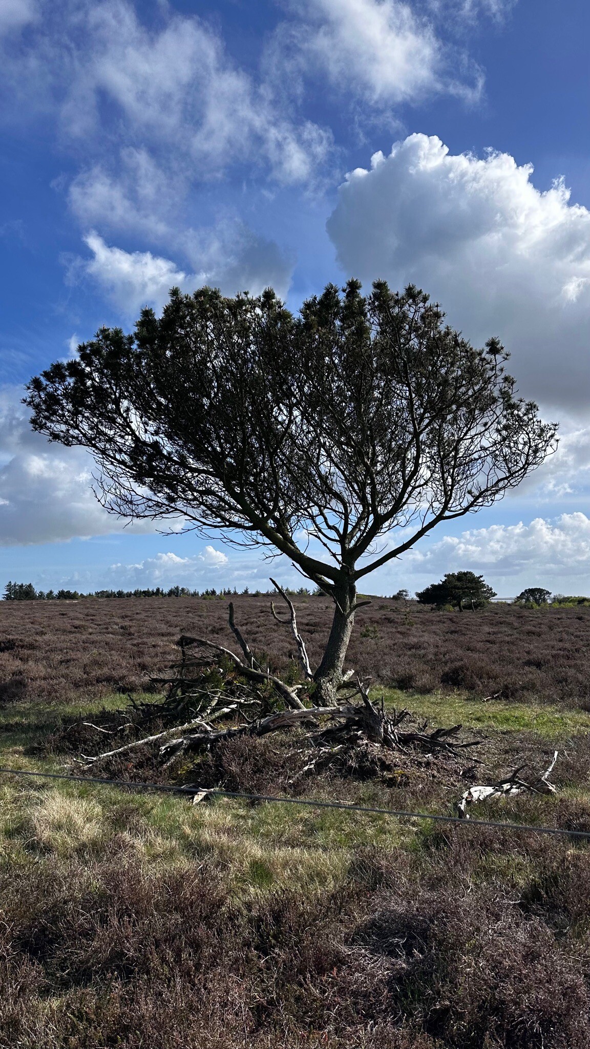Hartpad bij Marbæk - Esbjerg