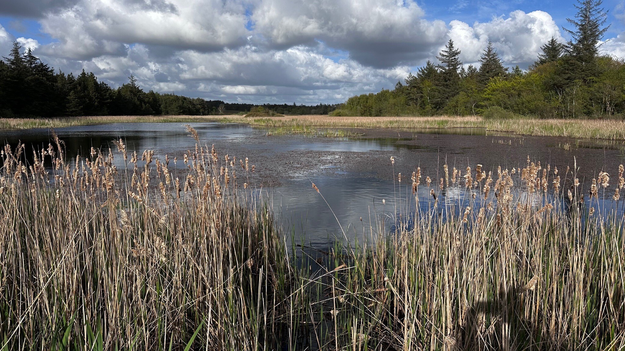 Hartpad bij Marbæk - Esbjerg