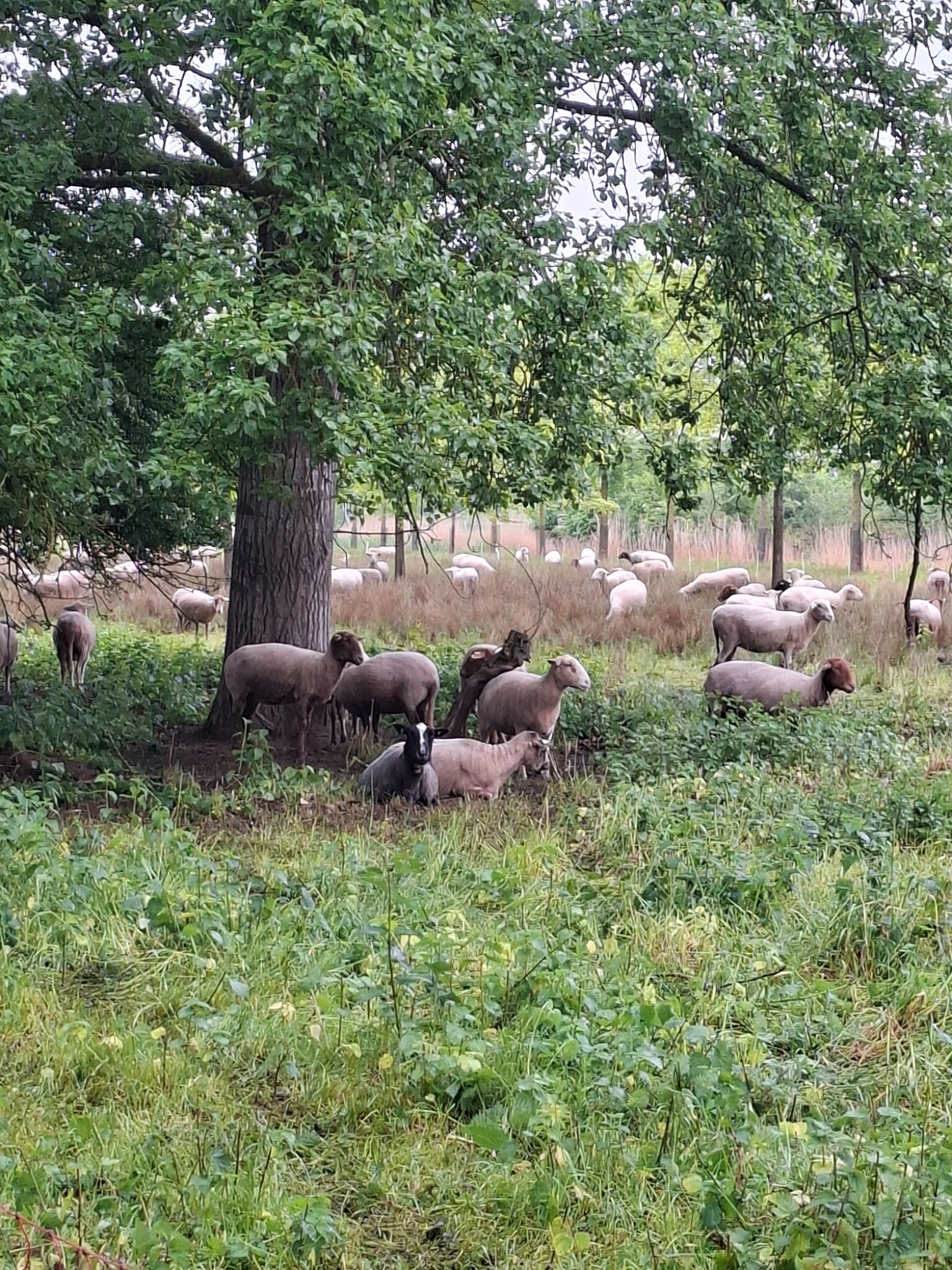 Keizerslanden - Rood
