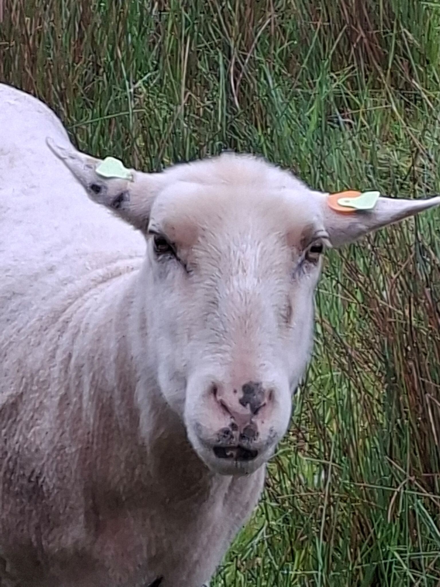 Keizerslanden - Rood