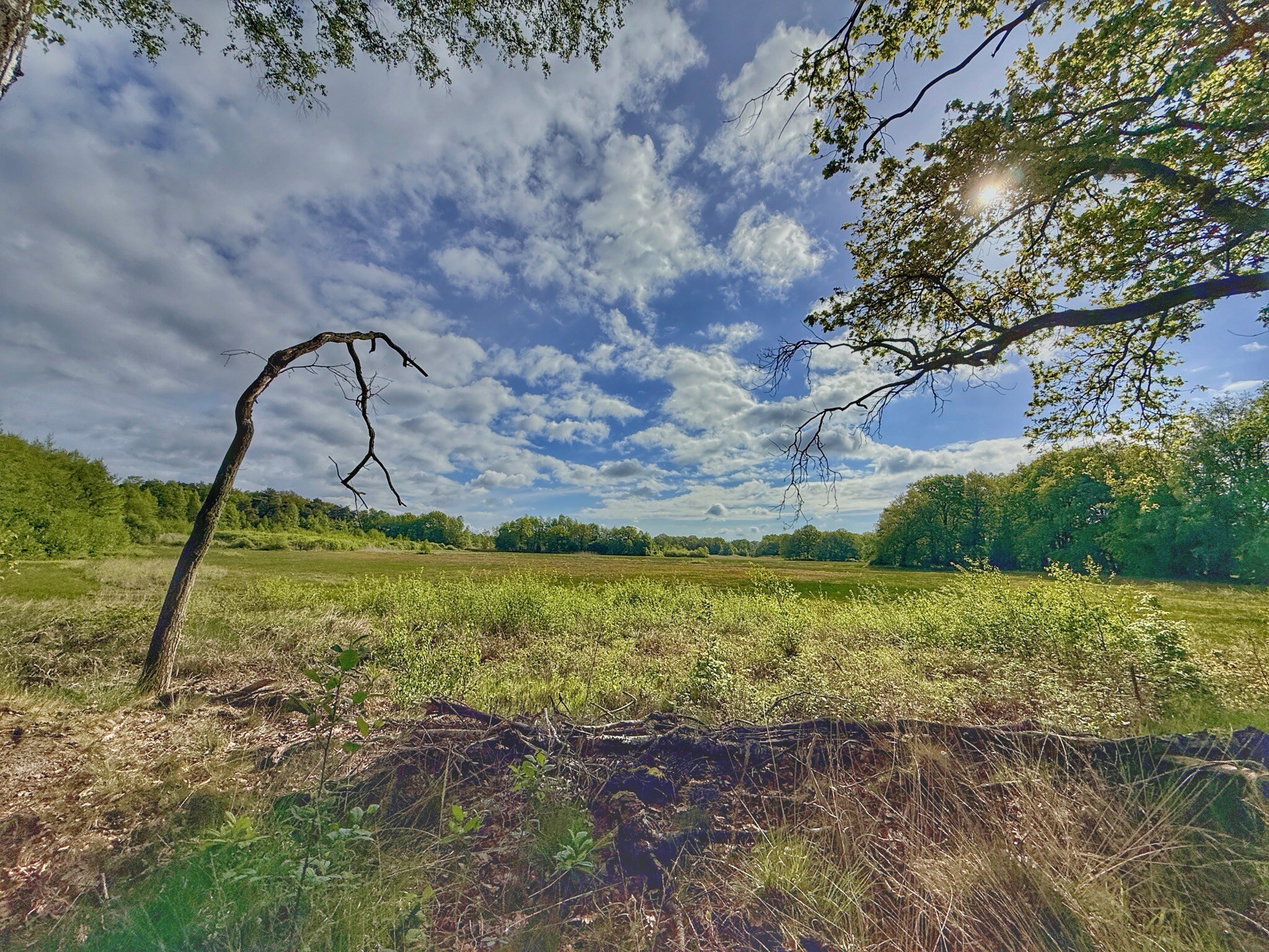 Buurserzand - Paars