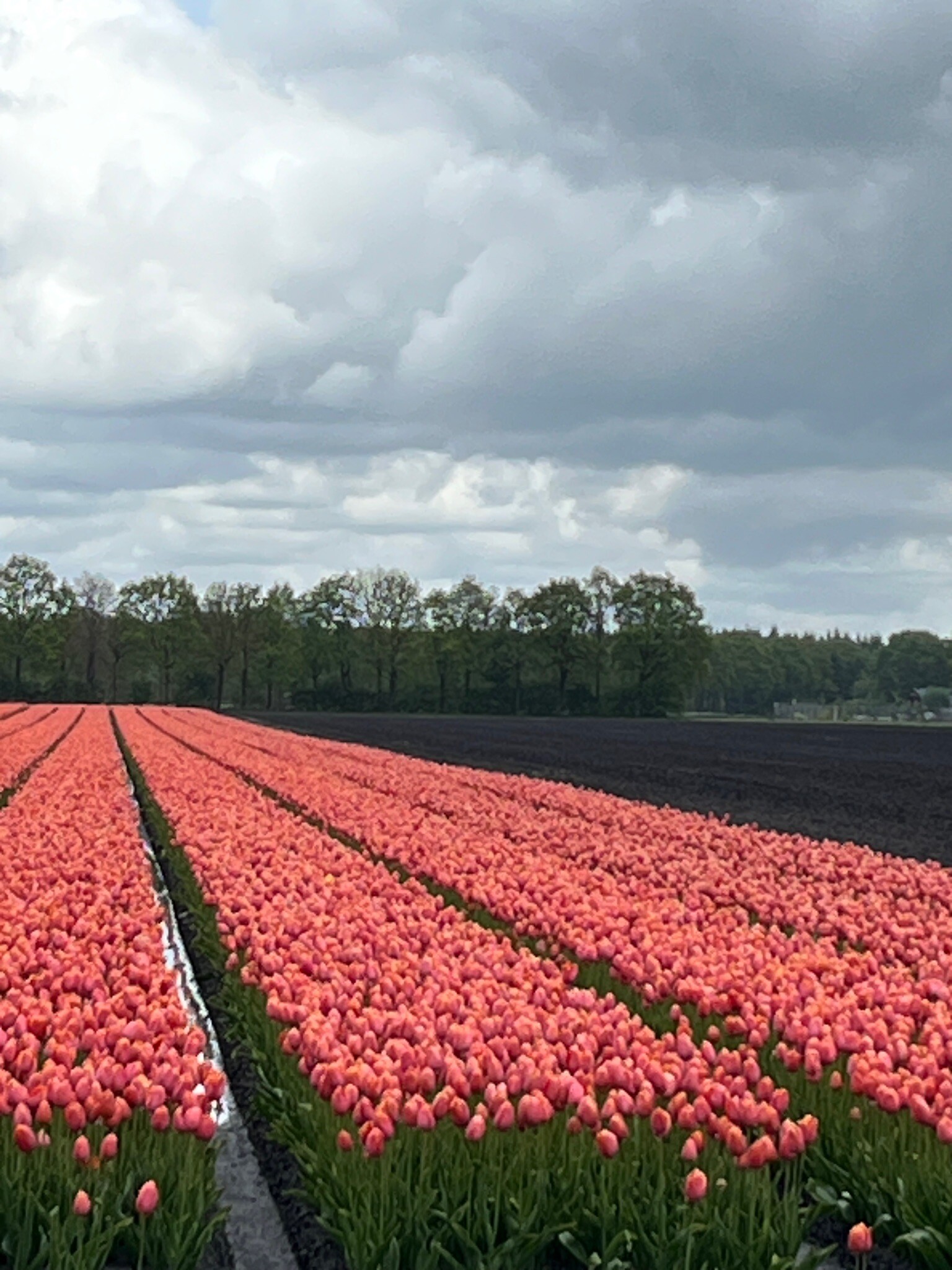 Schoonloo - Sleen · Pieterpad etappe 6
