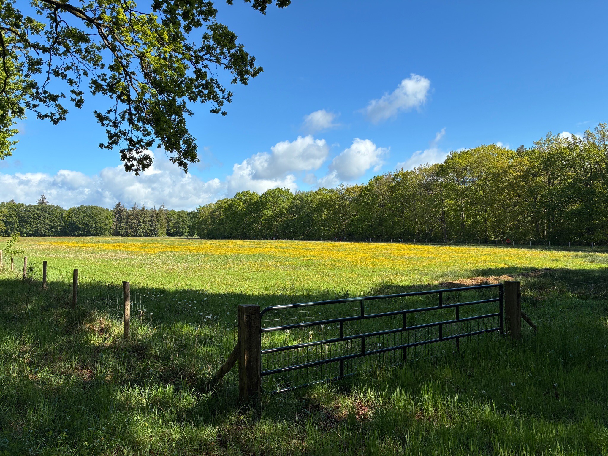 Exloo - Borger · Hondsrugpad/Hunenweg etappe 15