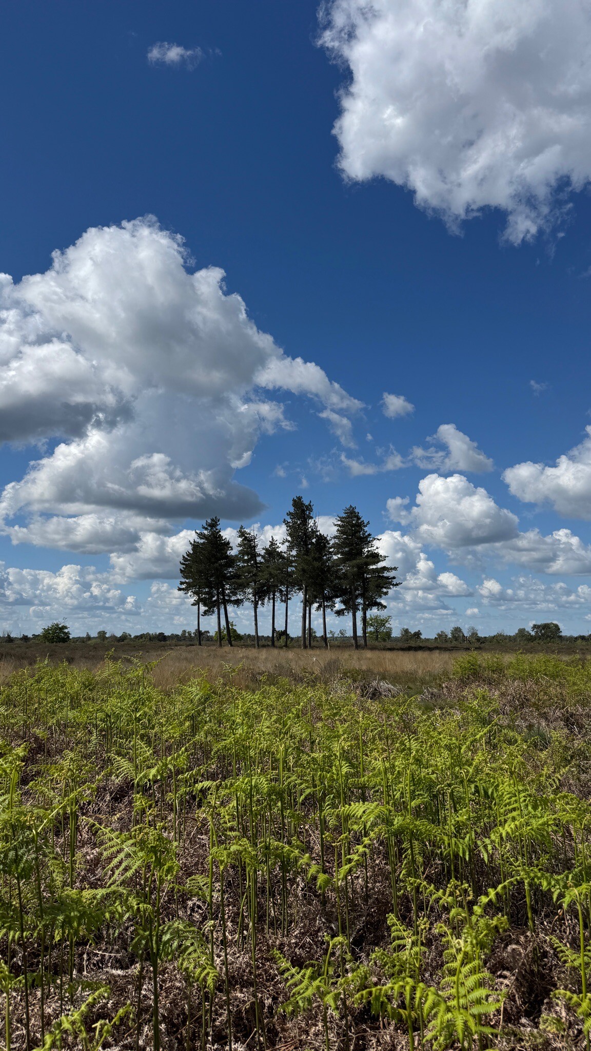 Strabrechtse Heide