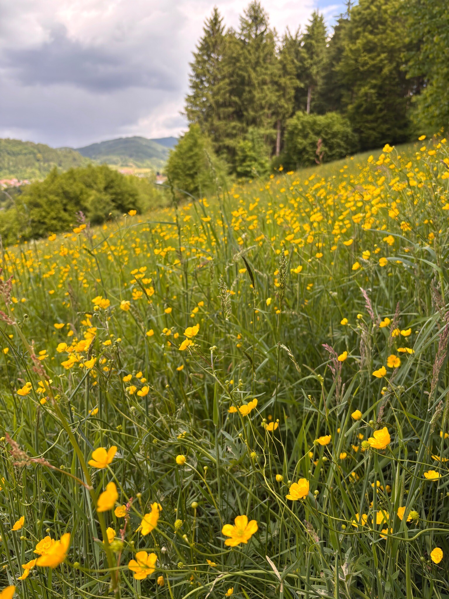 Rundweg Goldener Kopf