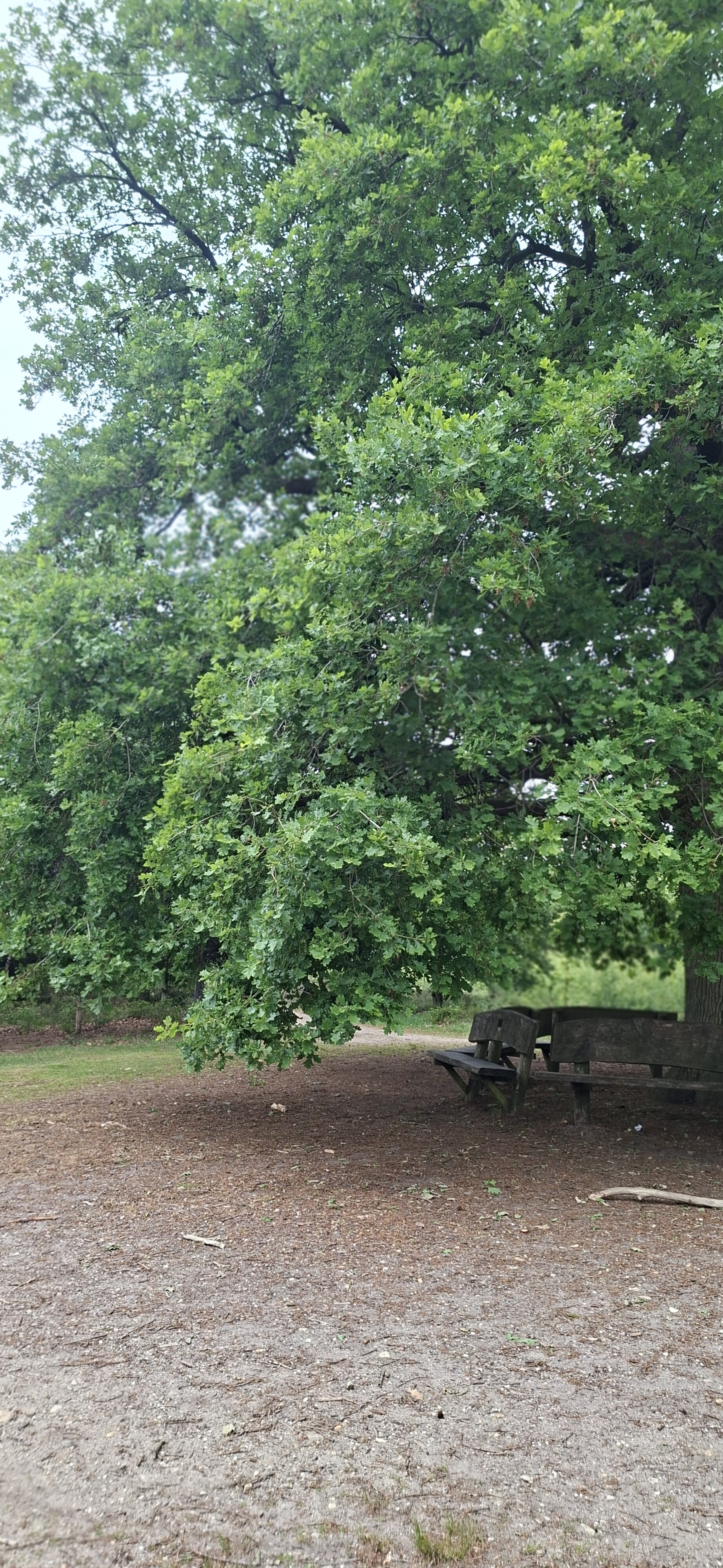 Amerongse berg